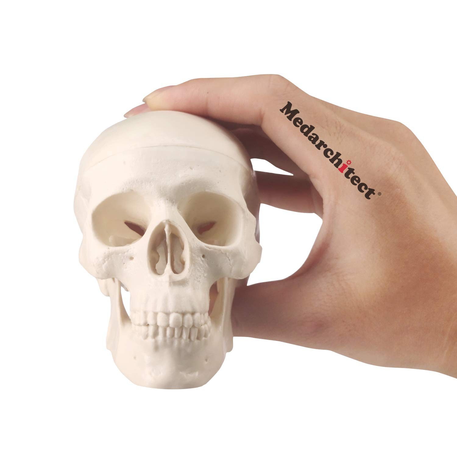 Mini Skull Model Small Size Human Anatomy Skull Model with Moving Jaw and Art…