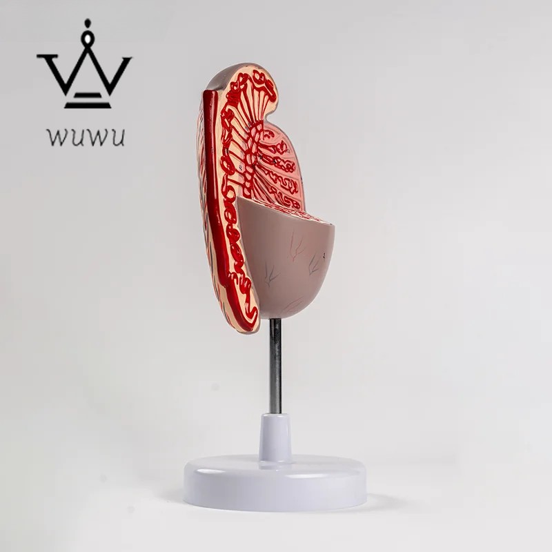 Urology Teaching Testicular Model Male Reproductive Organ Anatomical Model
