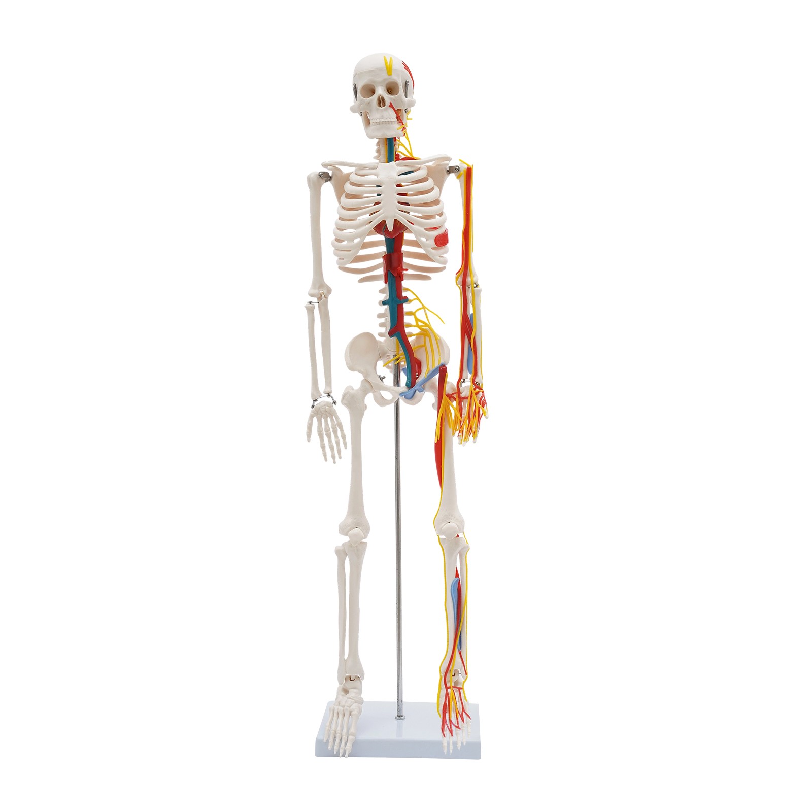 Human Skeleton Model PVC Skeleton Model For Medical Classrooms, Laboratories