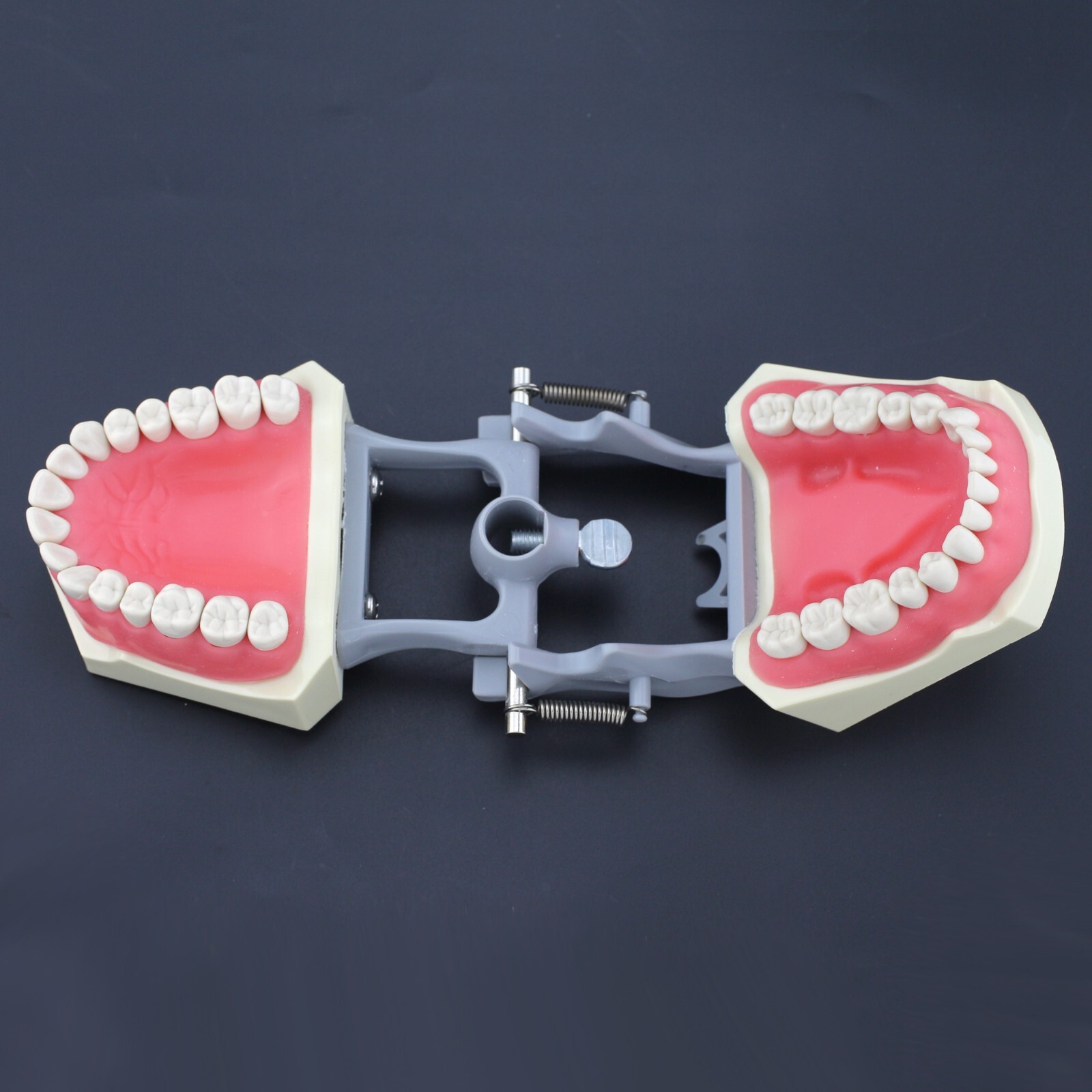 Dental Typodont Training Model Columbia Kilgore Nissin Mounting Pole 28 32 Teeth