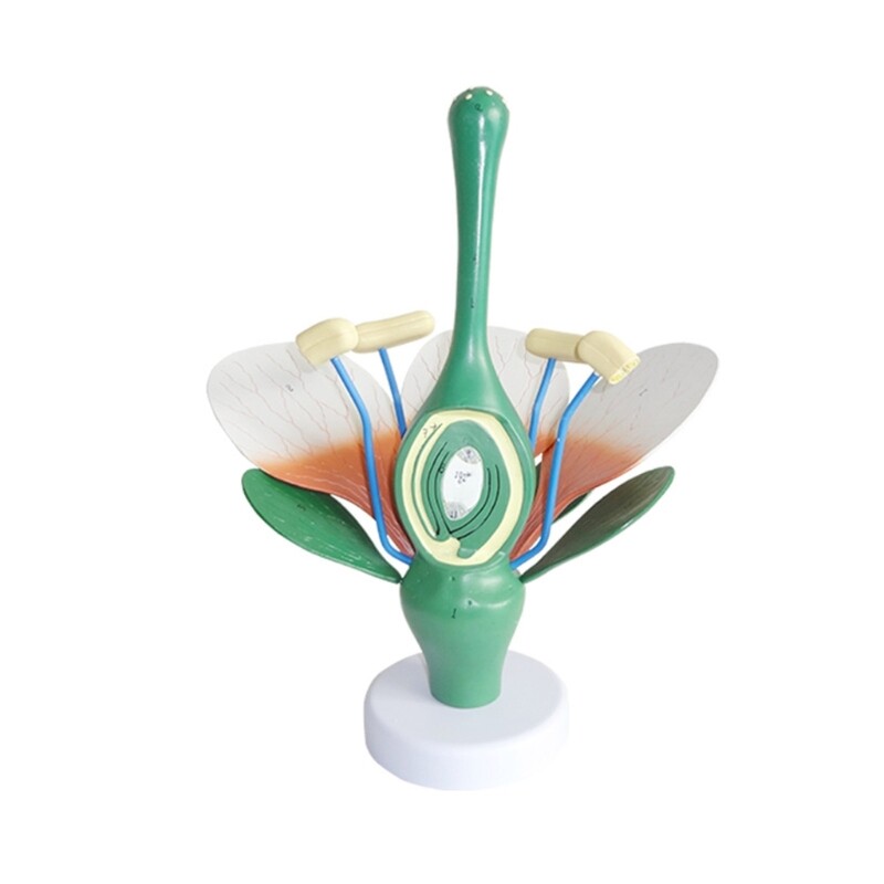 Flower Leaves Stamens Anatomy Models, Plant Leaves Stamens Anatomy Model