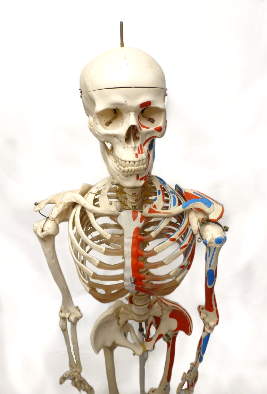 3B Scientific SAM A13 Skeleton Model Life Size Pelvic Stand Missing Muscles