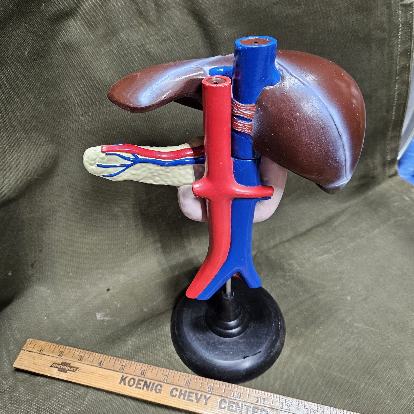 Human LIVER Model Anatomy 3 Part Anatomical Liver Model w/ Base Doctor’s Office