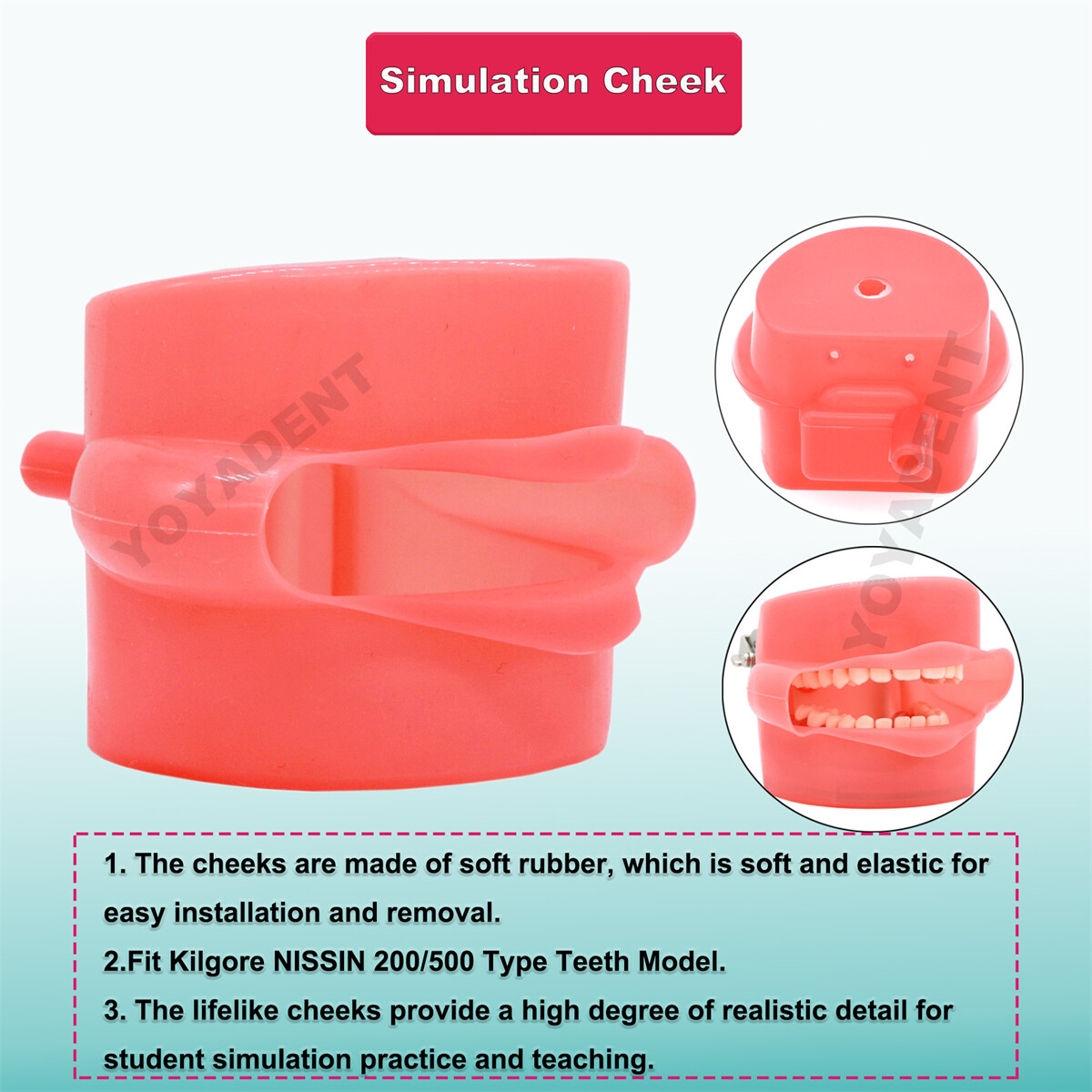 US Dental Typodont Teeth Model Ortho Overdenture Implant Practice Teaching Demo