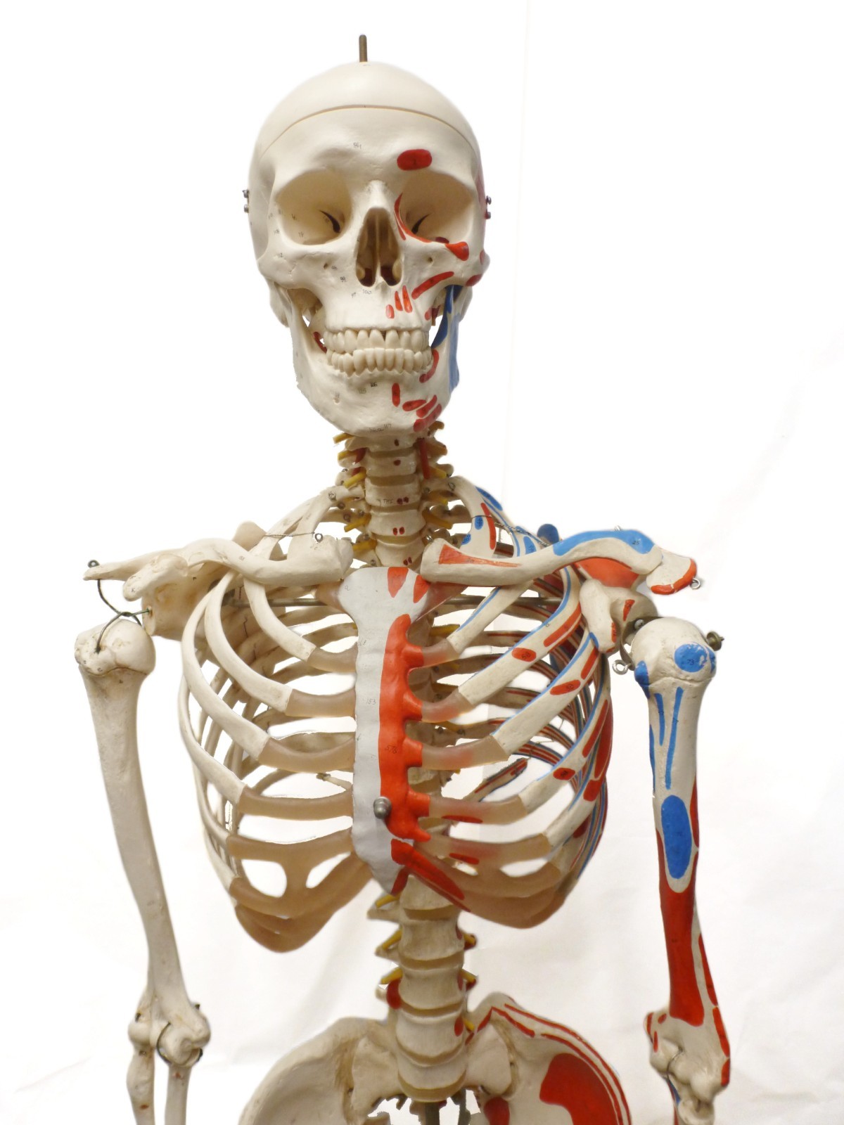 3B Scientific SAM A13 Skeleton Model Life Size Pelvic Stand Missing Muscles