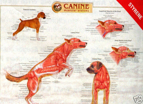 Canine Musculature Anatomy Laminated Wall Chart #92520 Dog