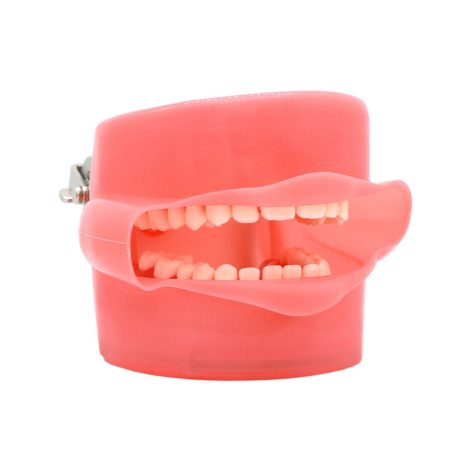 Dental Typodont Practice Model 28Pcs Removable Teeth Model Soft Gum with Cheek