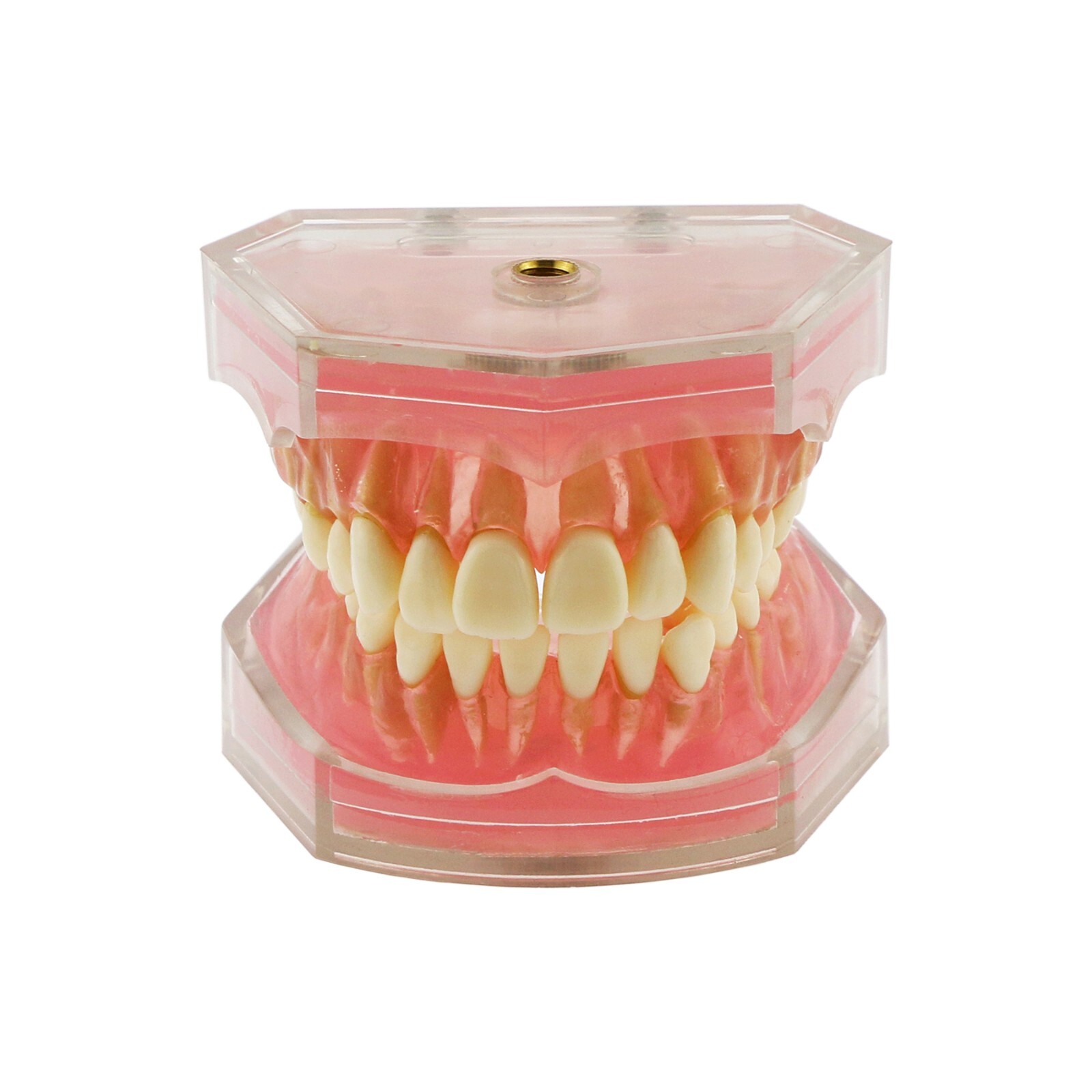 Dental Typodont Practice Model 28Pcs Removable Teeth Model Soft Gum with Cheek