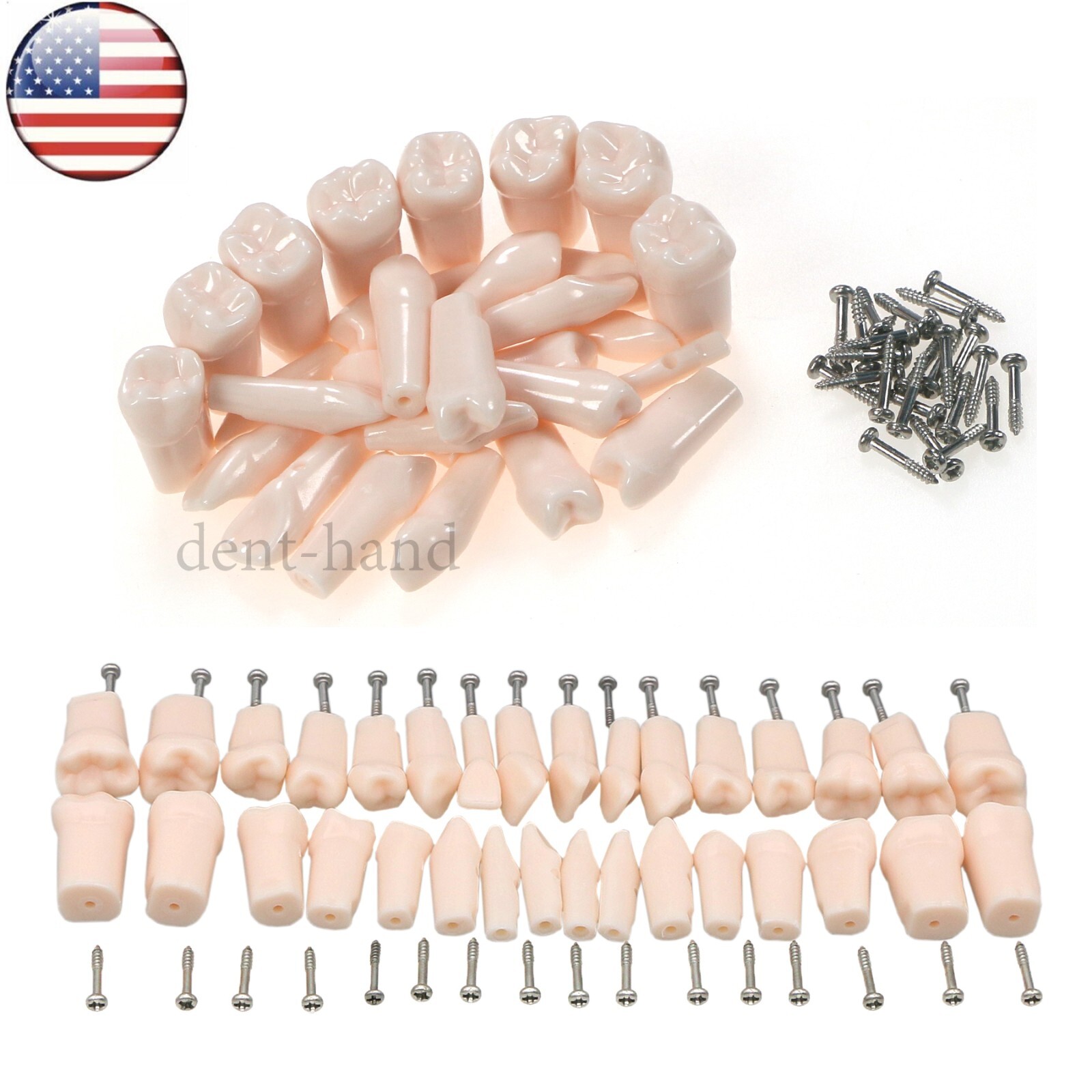 Fit Kilgore NISSIN 200/500 Type Dental Typodont Replacement Teeth Screw-in Model