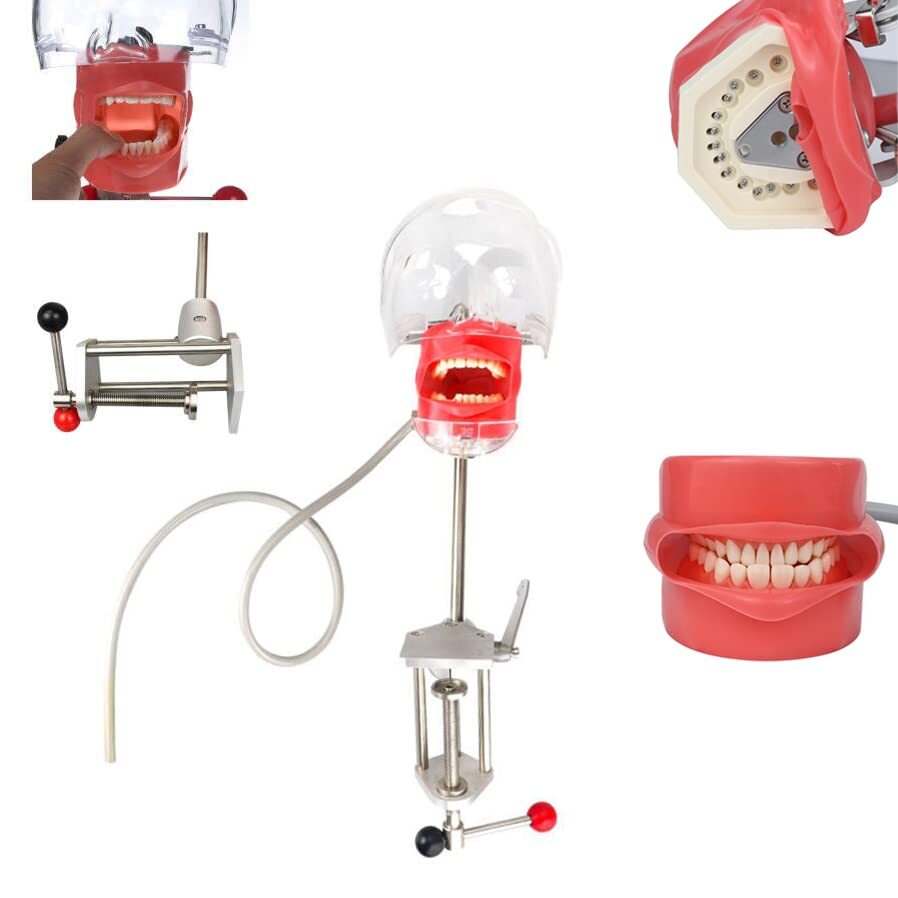 Dental Teaching Head Mold Oral Simulation Simple Fixing Clip Head Mold Student