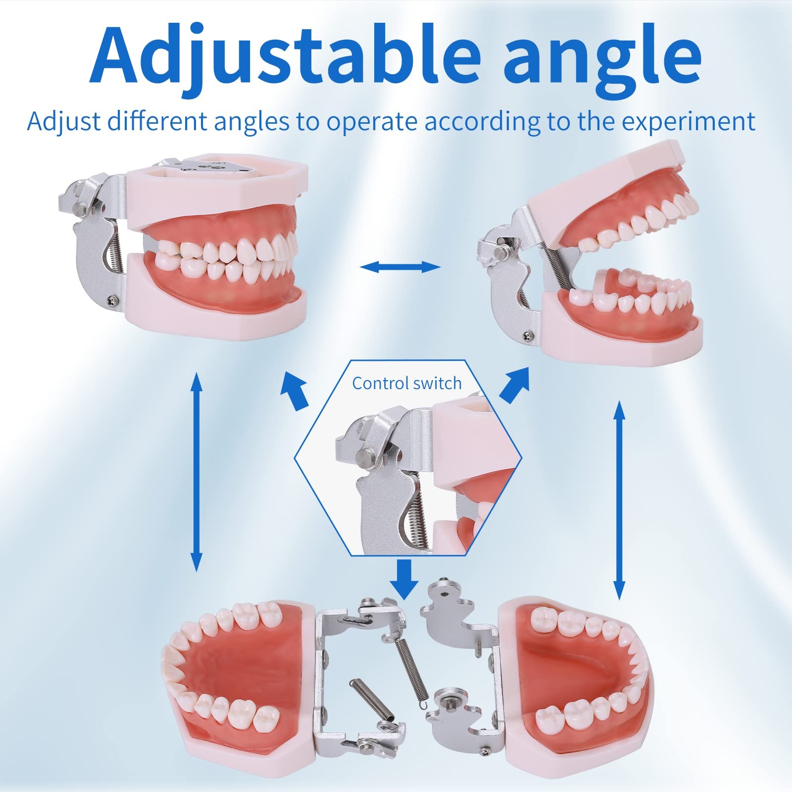 faruijie Typodont Teeth Model – Removable Tooth Teach Practice 28 teeth
