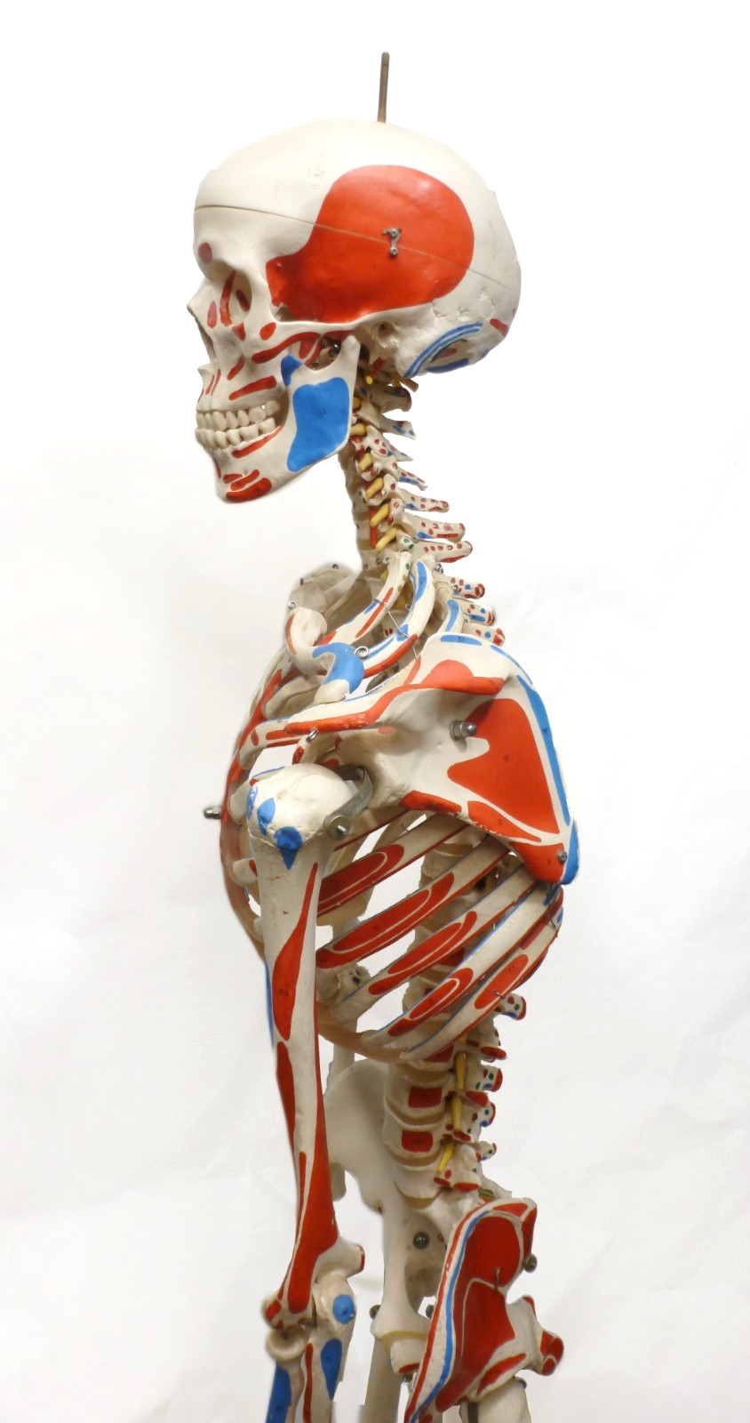 3B Scientific SAM A13 Skeleton Model Life Size Pelvic Stand Missing Muscles
