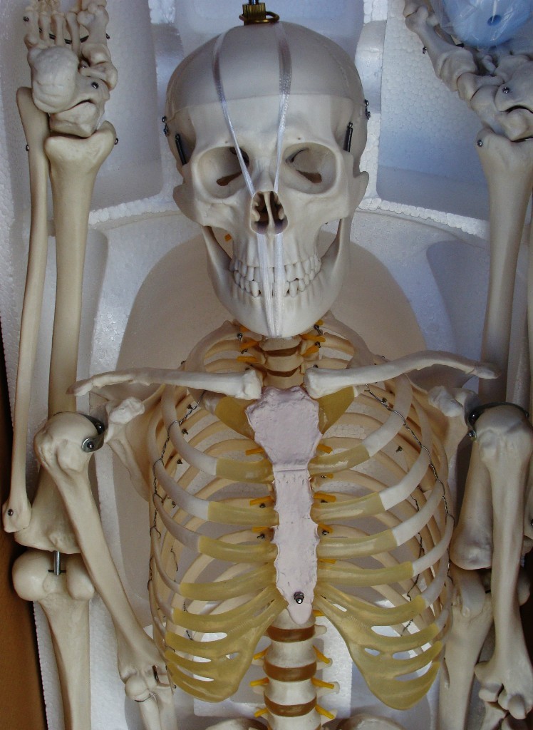 Model Anatomy Professional Medical Skeleton | 67″ | 170 Cms IT-001 ARTMED