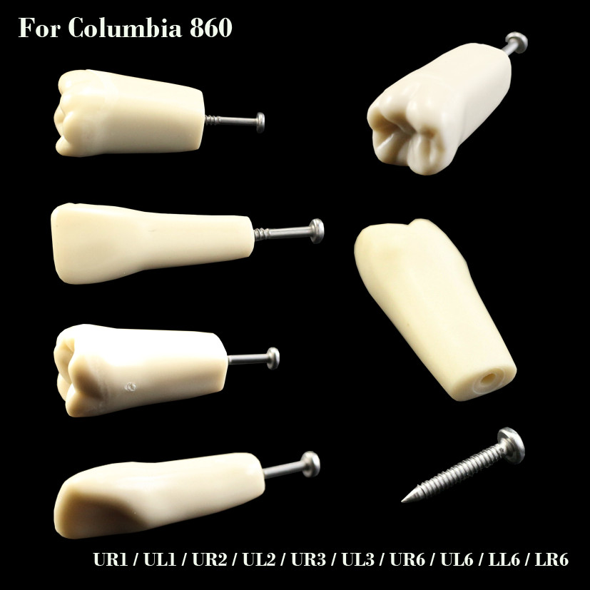 Columbia 860 Fit Dental Typodont Individual Teeth Replacement Model 10pcs/lot