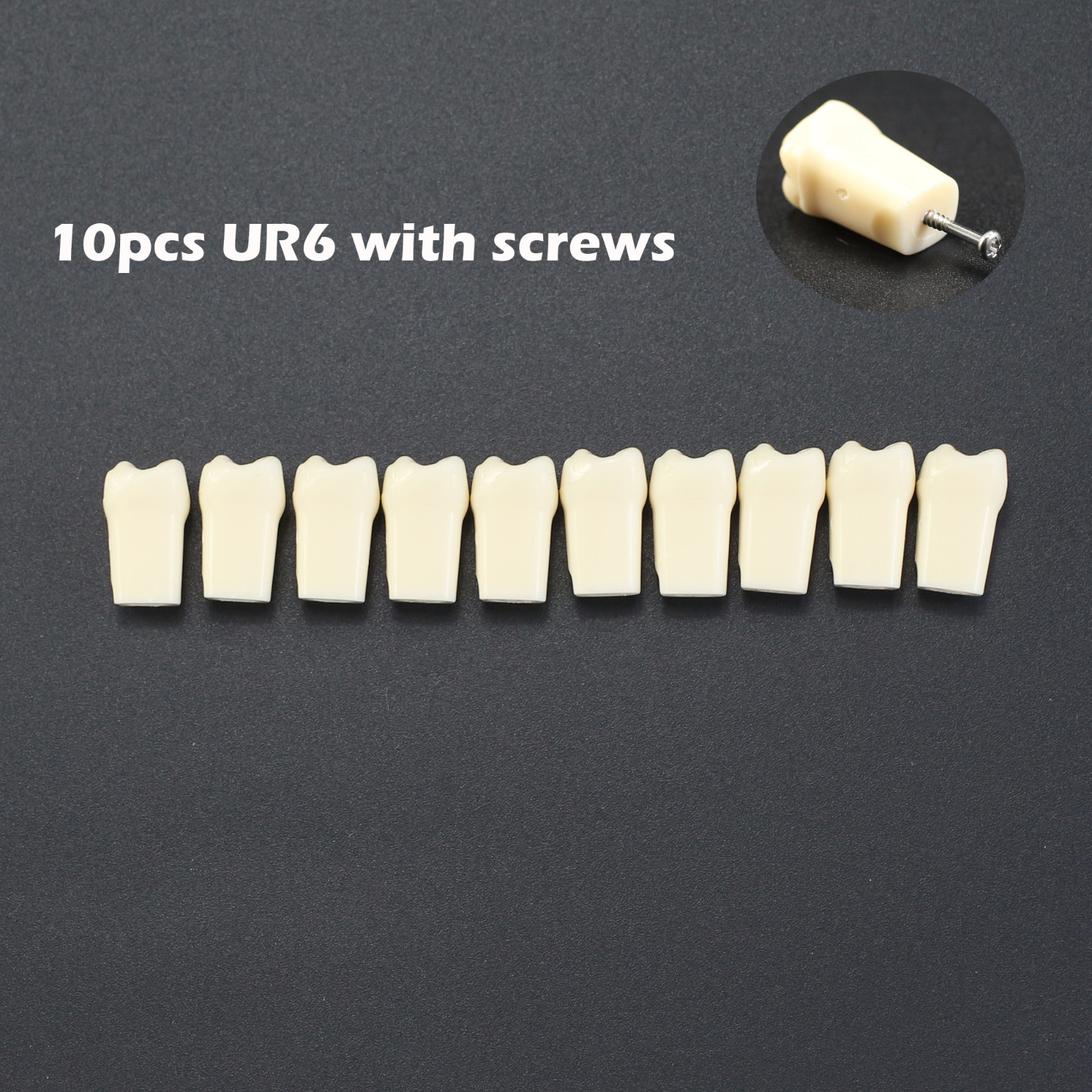 Dental Typodont Teeth Model Replacement Individual Screws Fit Kilgore Nissin 200