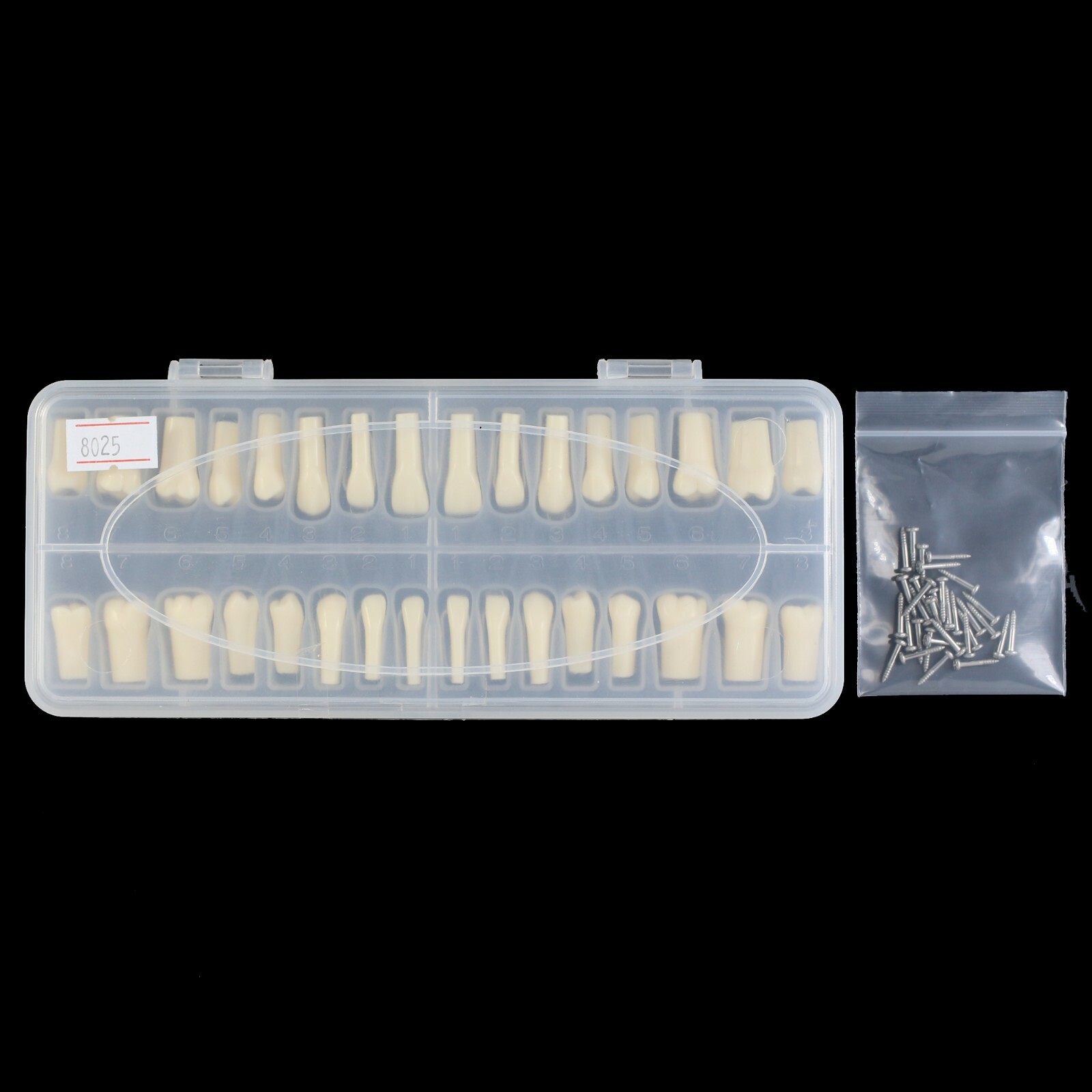 Dental Typodont Model Replacement 32PCS Teeth Mounting Pole Kilgore Nissin 200