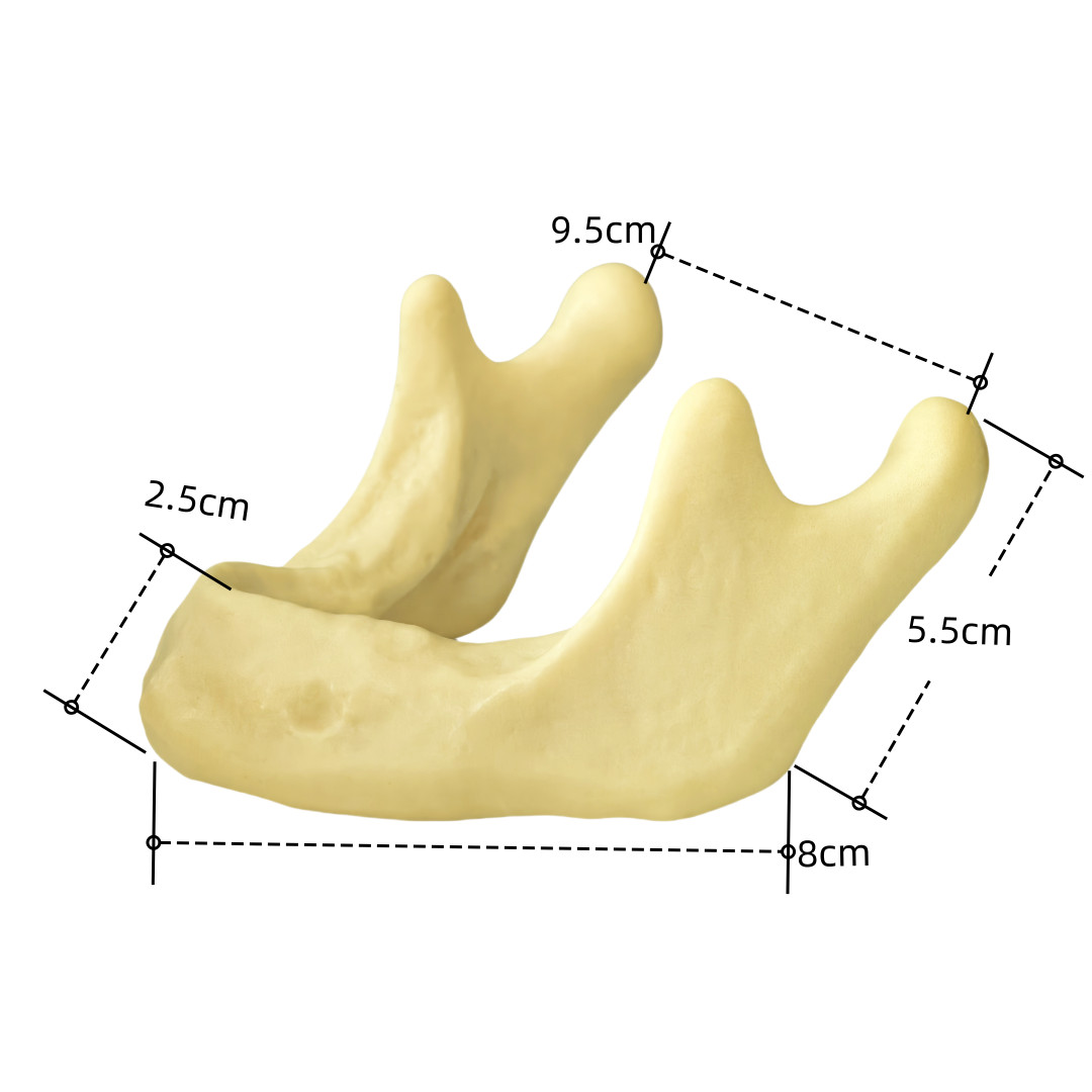 Dental Implant Mandible Jaw Model for Basic Drilling Insertion Practice M2022