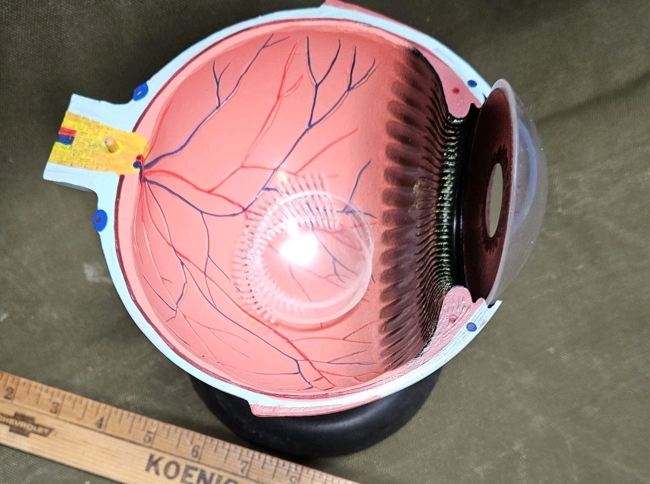 Human EYE Model Anatomy 7 Part Anatomical Eye Model w/ Base Doctor’s Office