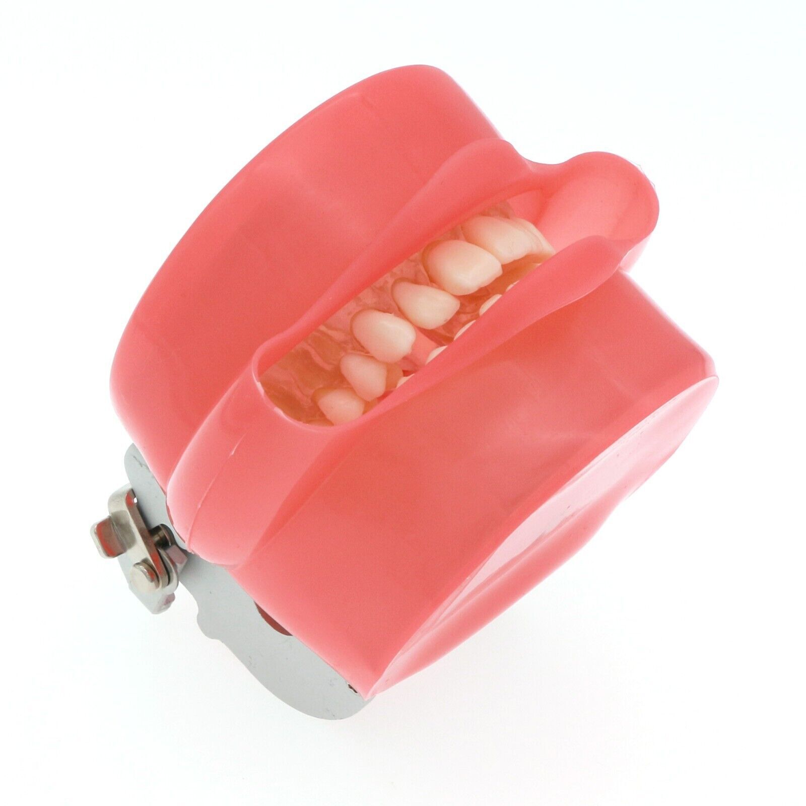 Dental Typodont Standard Removable Teeth Model Soft Gum Simulation Cheek 28 Pcs