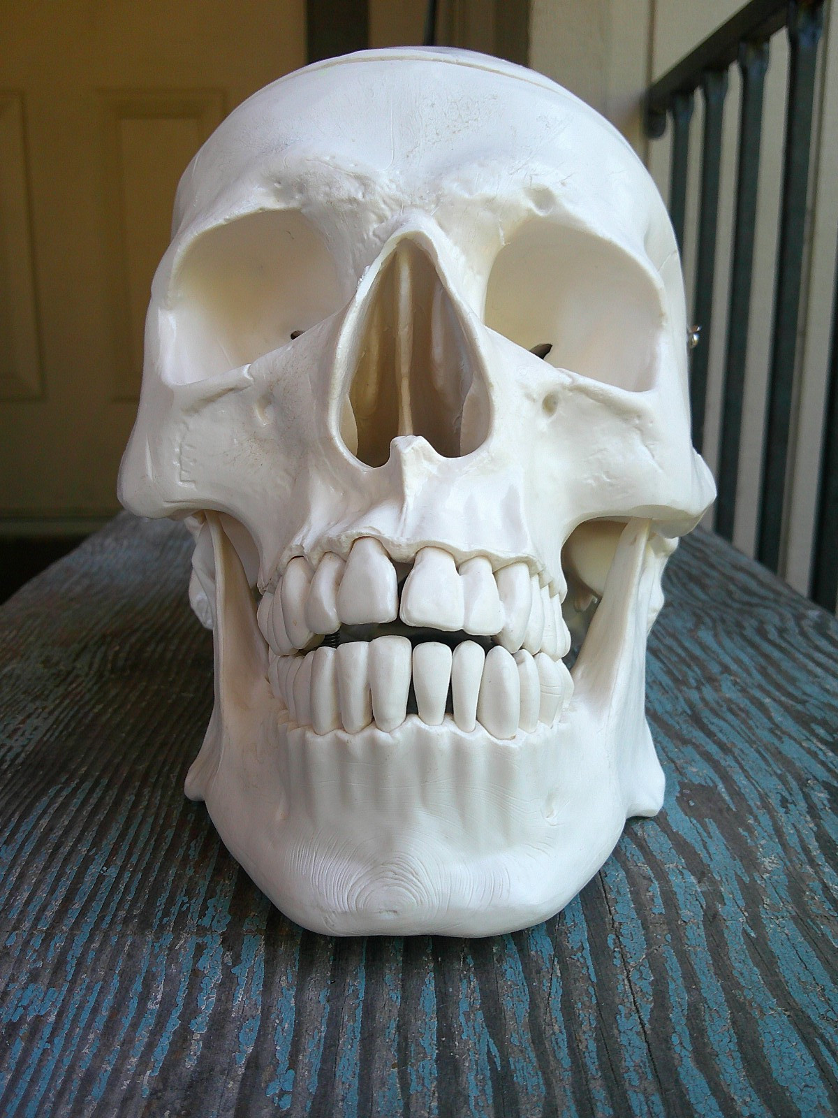 Medical Anatomical Human Skull Model Life Size Replica Adult Human Head