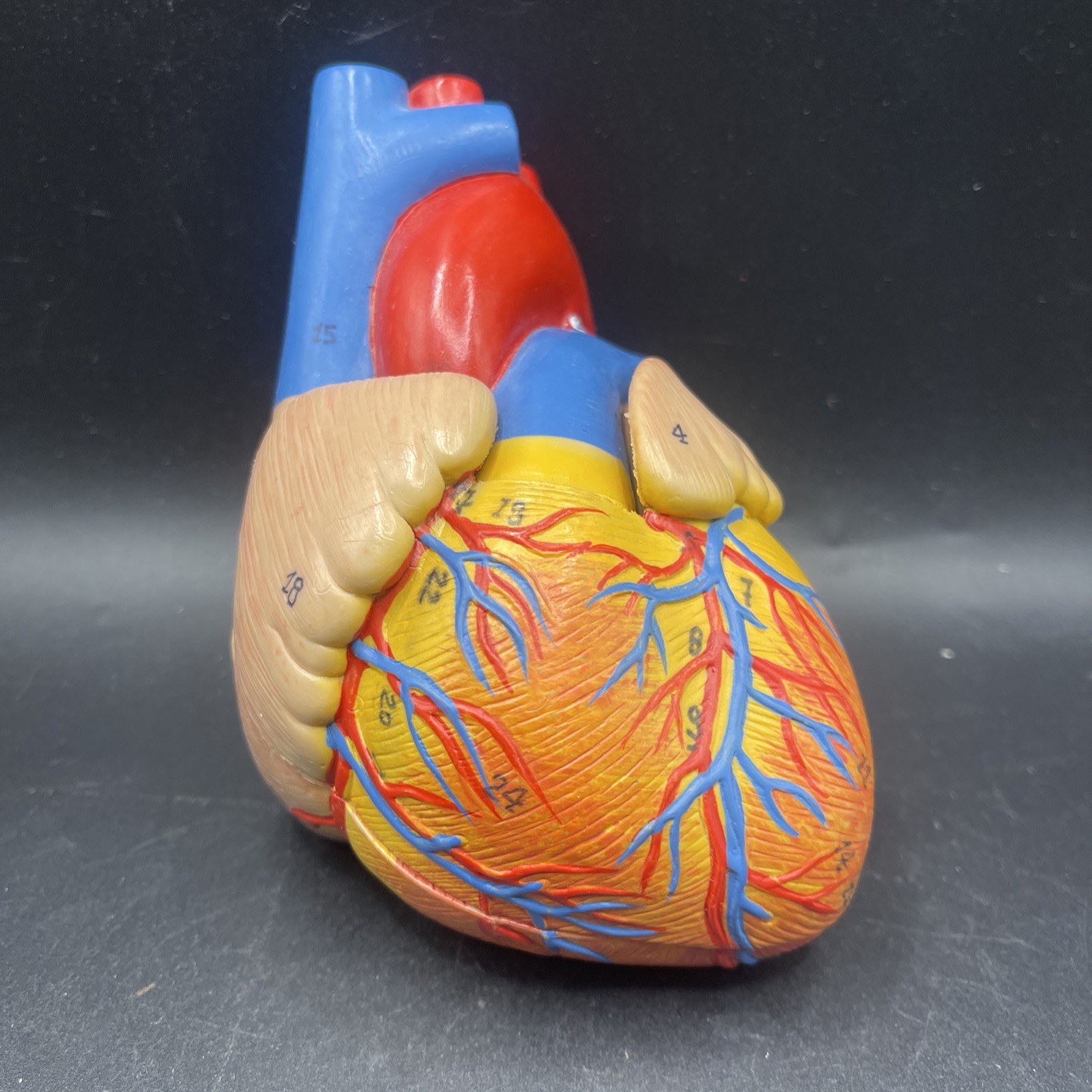 VH Torso replacement heart 2 part 3B Scientific Anatomical Model Anatomy
