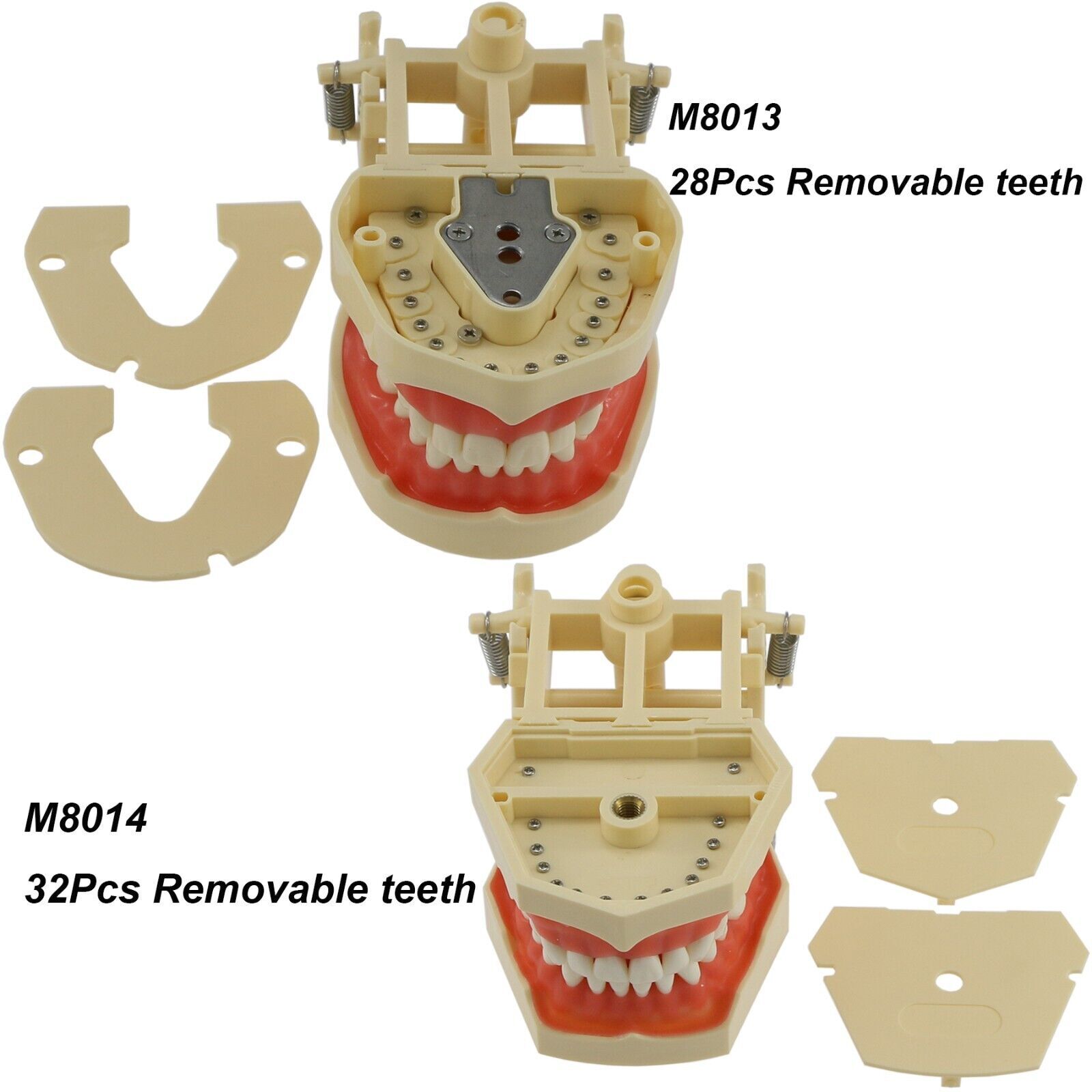 Dental Multiple Types Teaching Teeth Model Typodont Ortho Implant Practice Demo