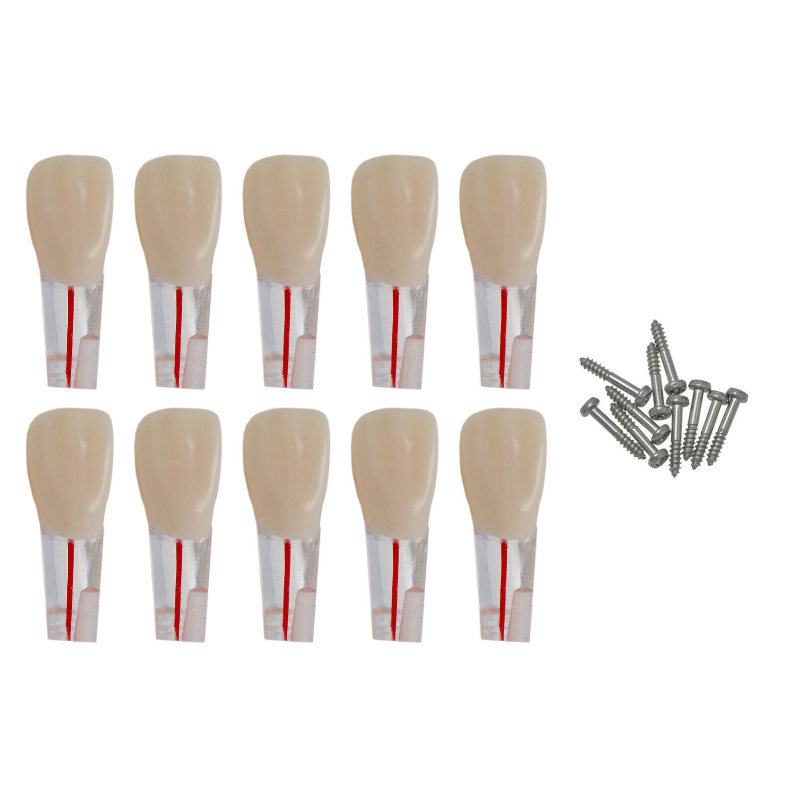 10 Pcs Fit Kilgore Nissin Dental Endo Root Canal Practise Typodont Teeth Model