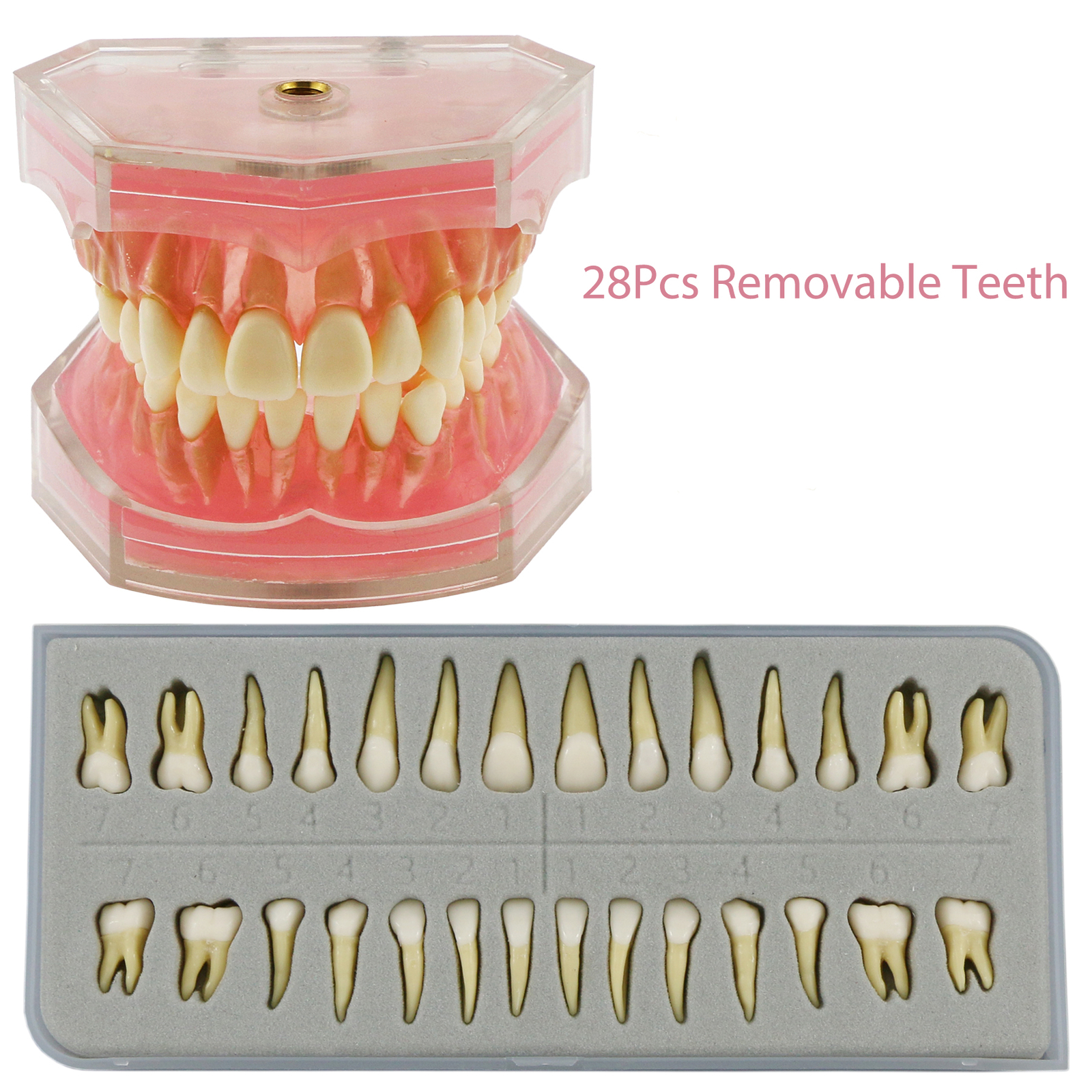 Dental Typodont Standard Teeth Model Study Teach Demo Soft Gum Removable Teeth