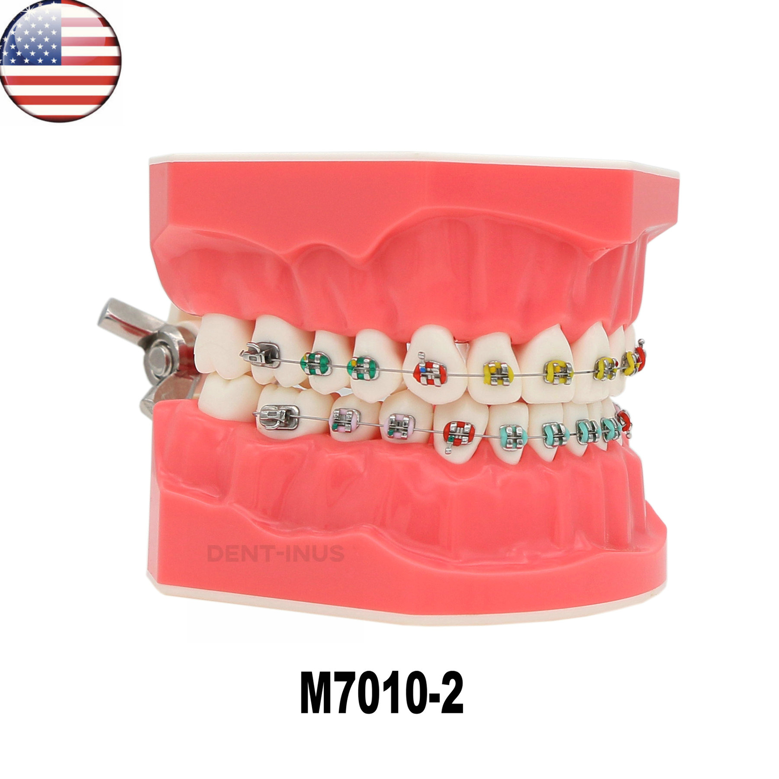 US Dental 1:1 Typodonts Orthodontic Teeth Model with Brackets Teach Study Demo