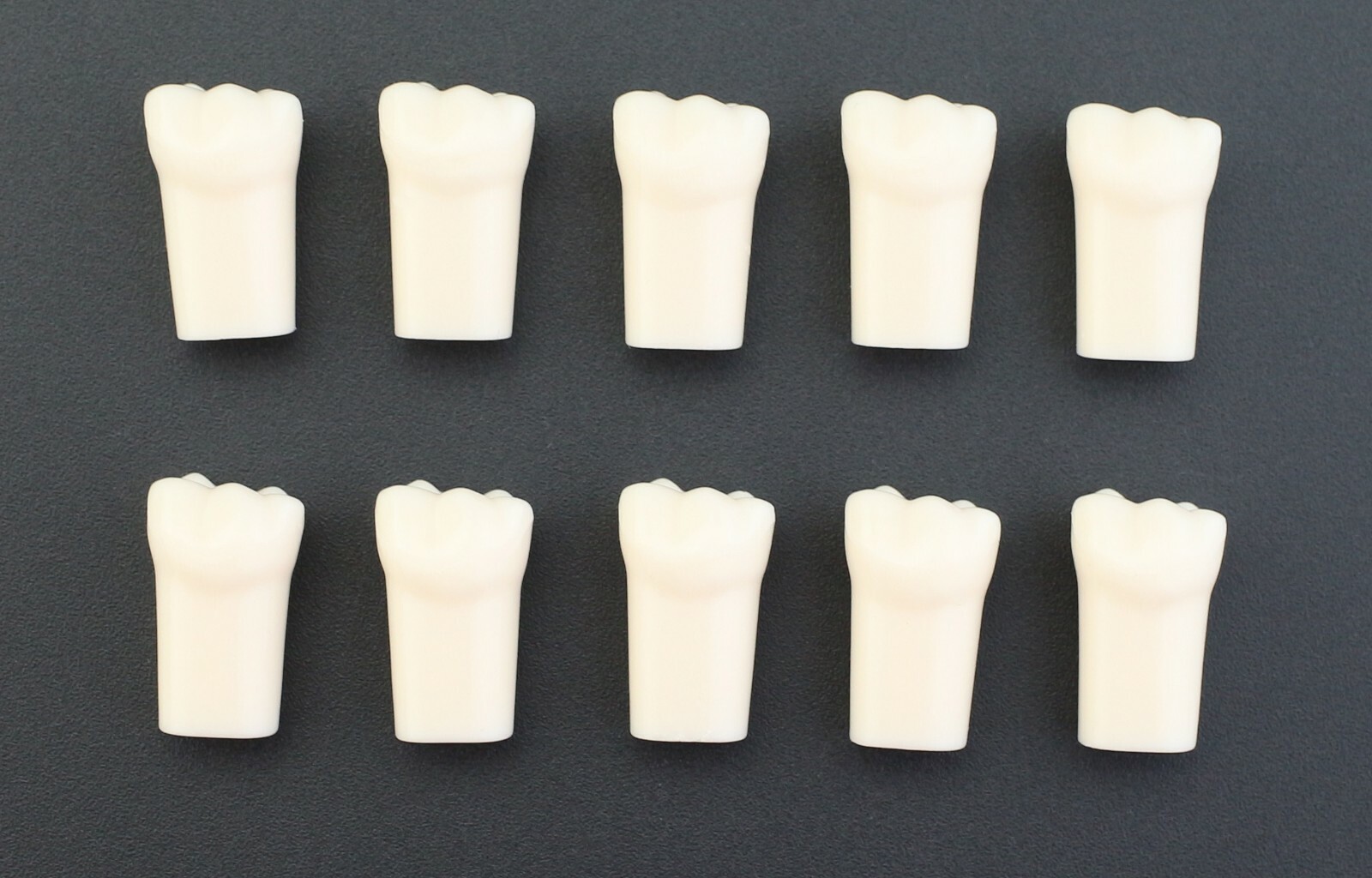 Dental Typodont Individual Replacement Teeth 10pcs/Lot Kilgore Nissin 200 Fit