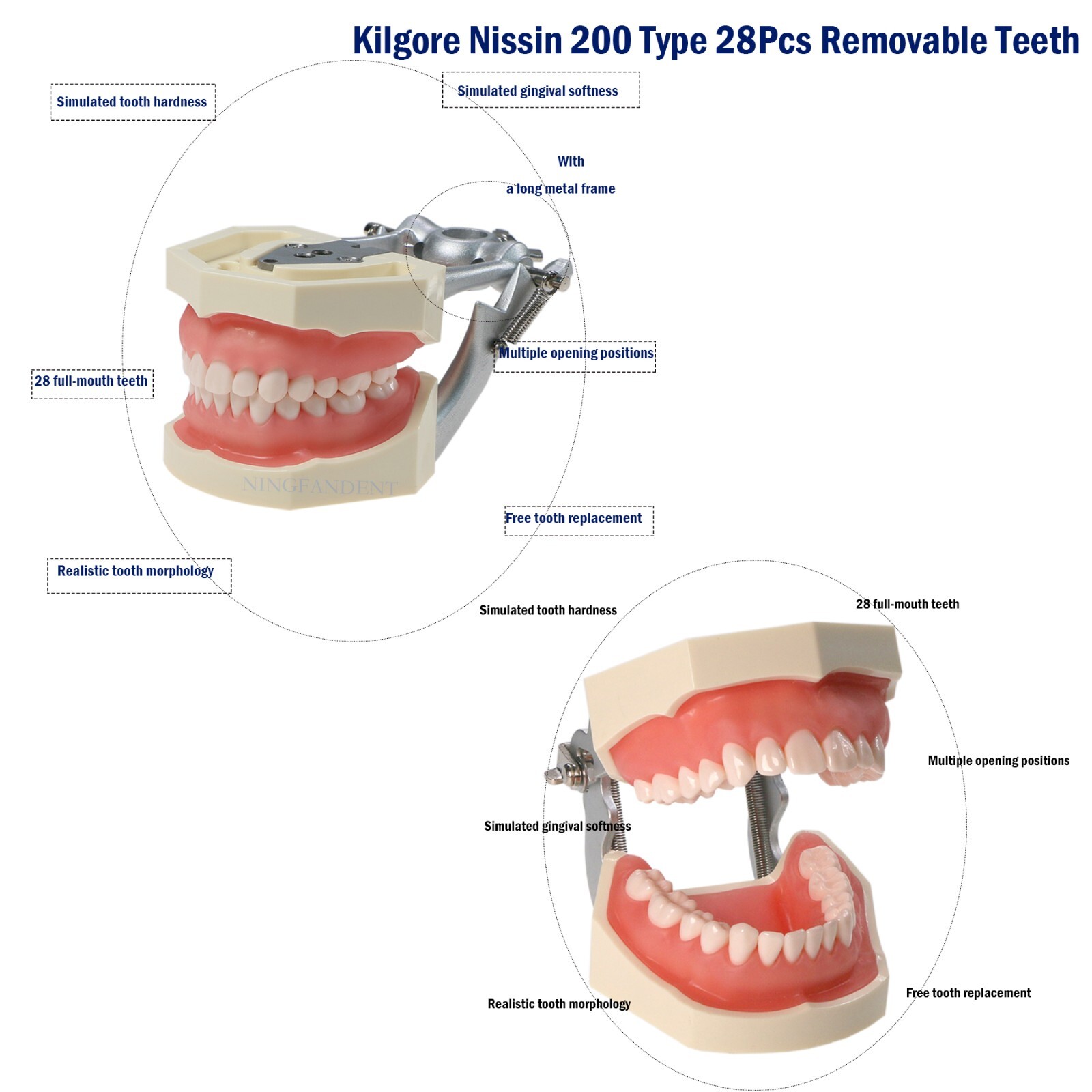 US Dental Typodont Modle, Fully Detachable Teeth,For Kilgore Nissin200, Columbia