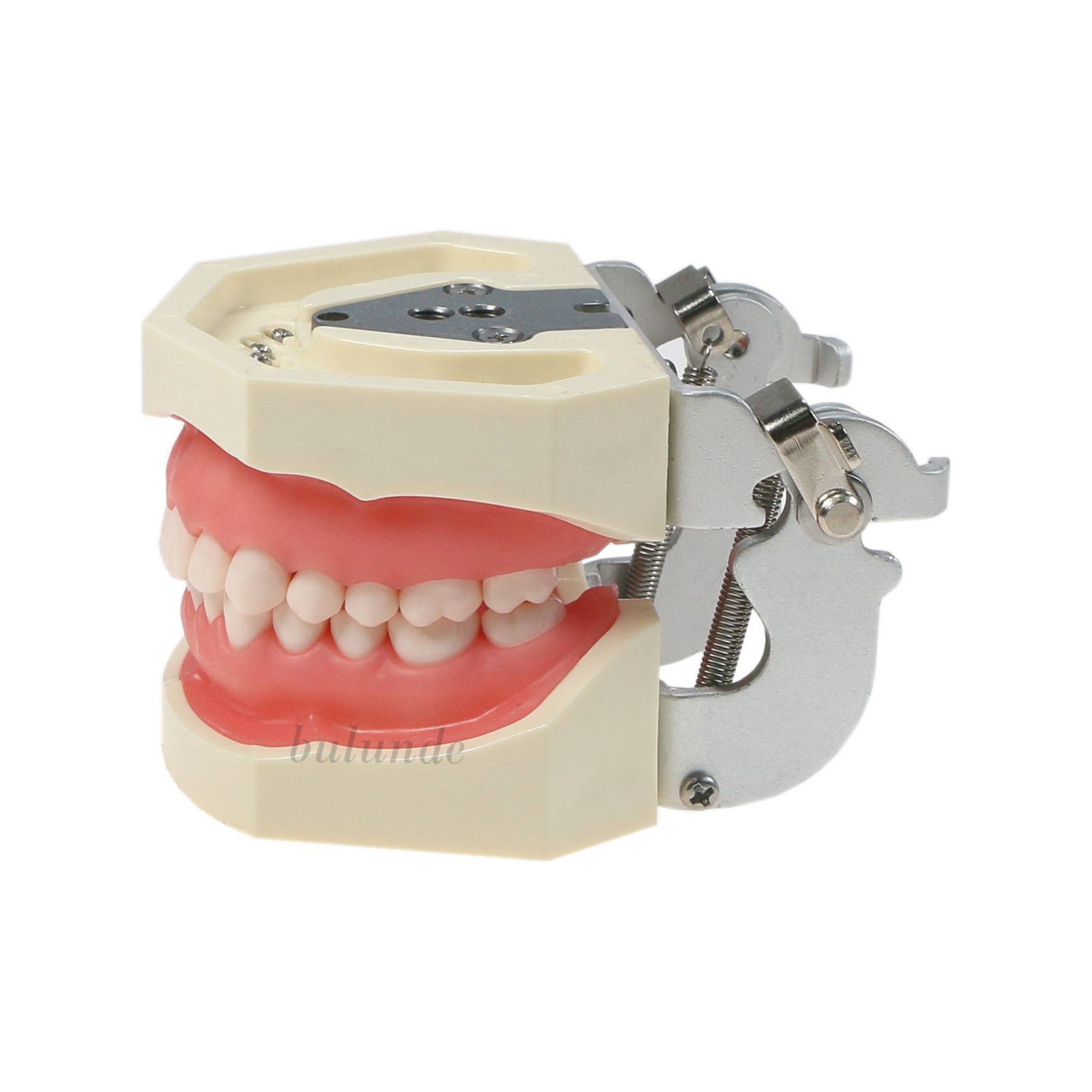 Dental Multiple Types Teaching Teeth Model Typodont Ortho Implant Practice Demo