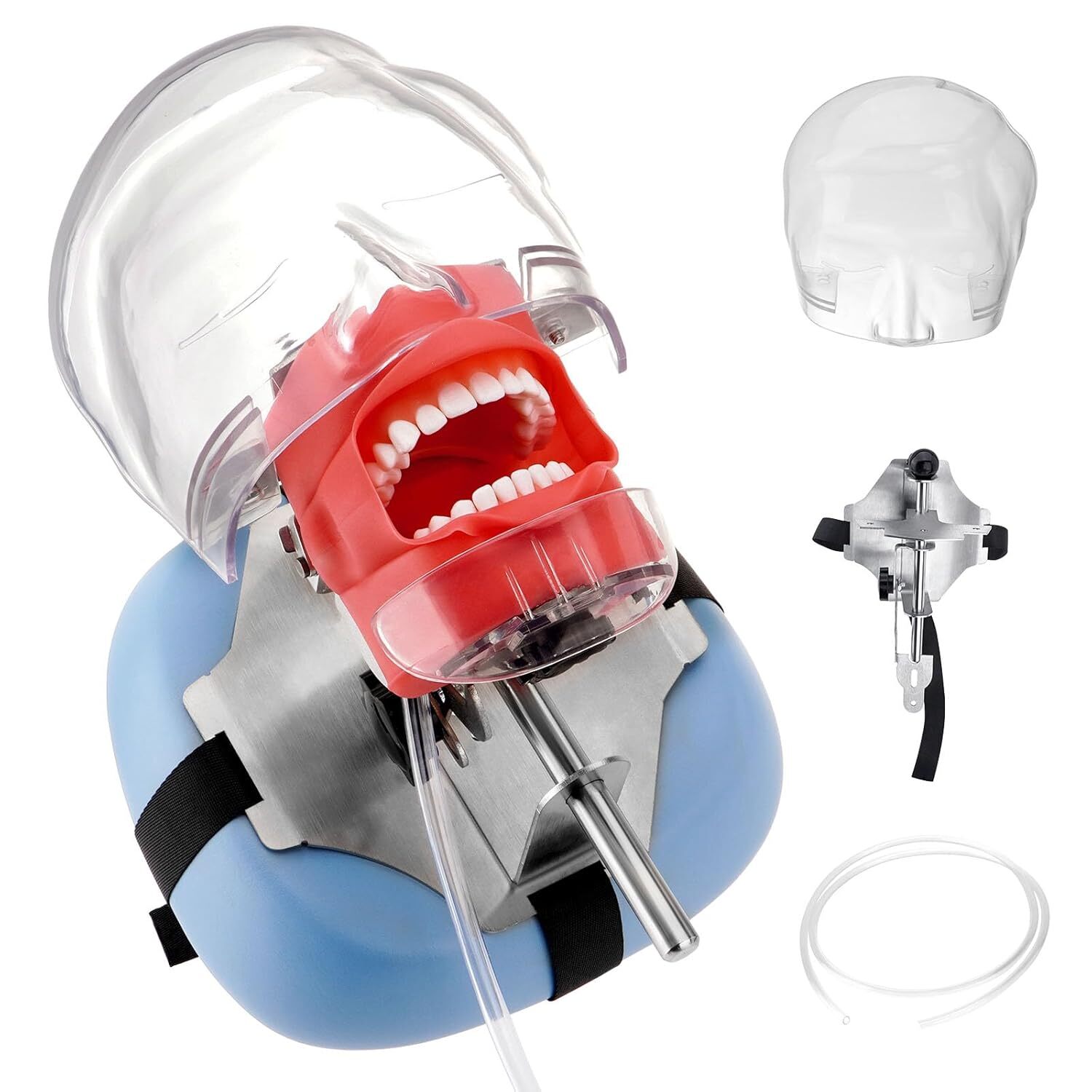 Dental Simulator Mannequin Head Teeth Model Teaching Practicing Head Mold