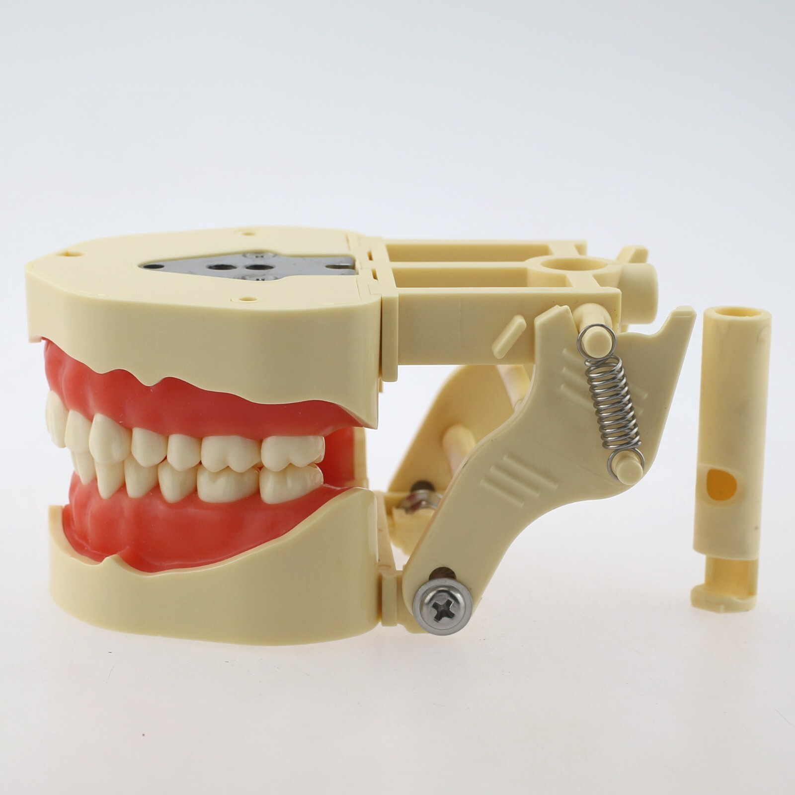 Dental Typodont Training Model Columbia Kilgore Nissin Mounting Pole 28 32 Teeth