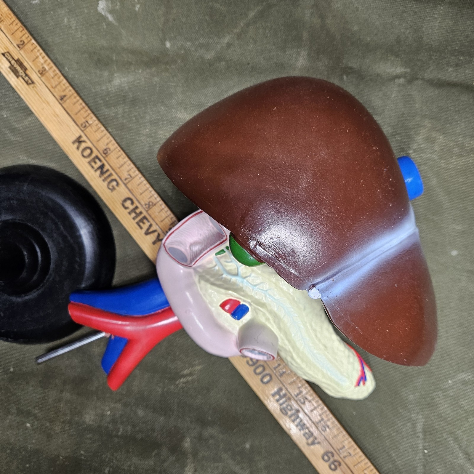 Human LIVER Model Anatomy 3 Part Anatomical Liver Model w/ Base Doctor’s Office