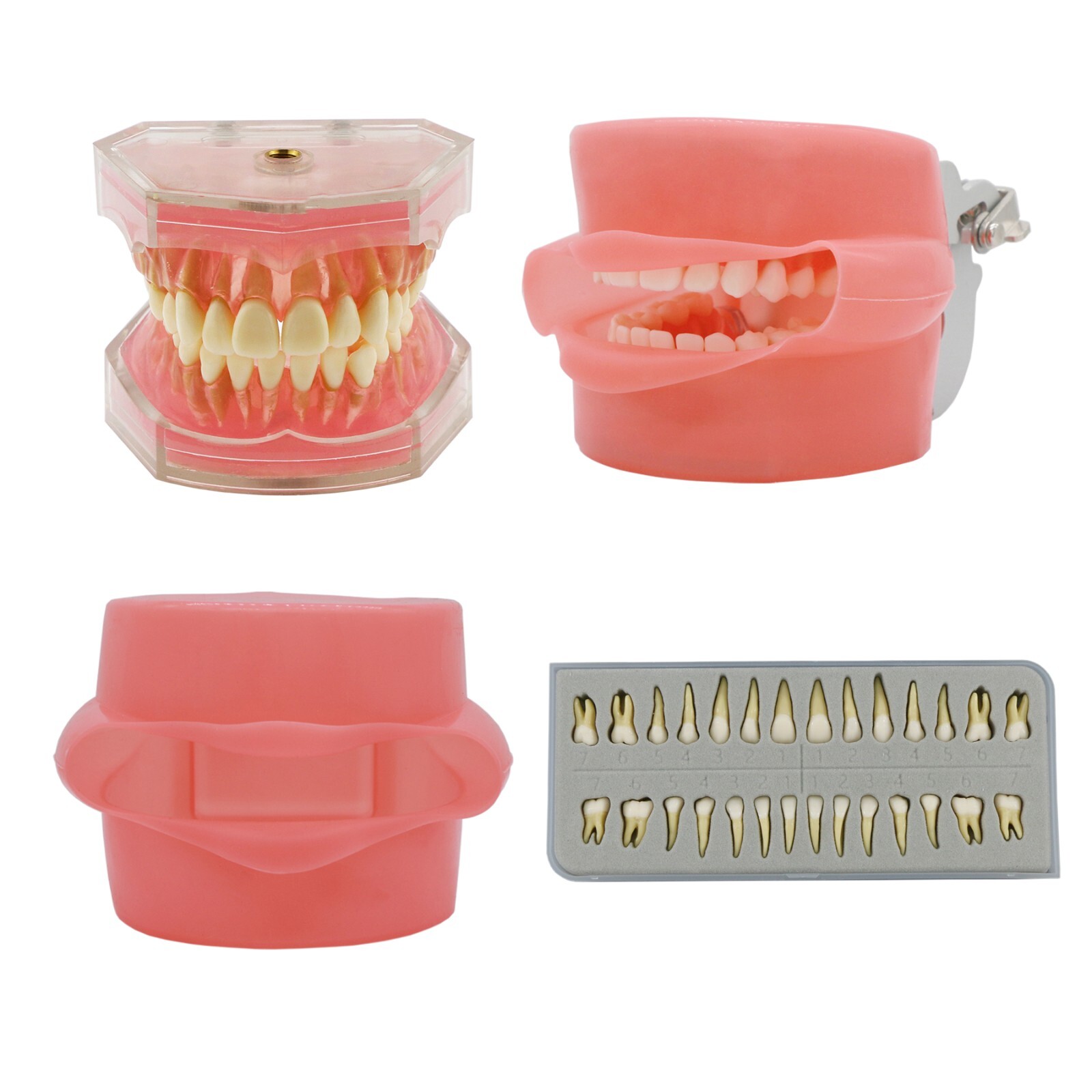 Dental Practice Ortho Typodont Teeth Model for Brushing Standard Teeth Model