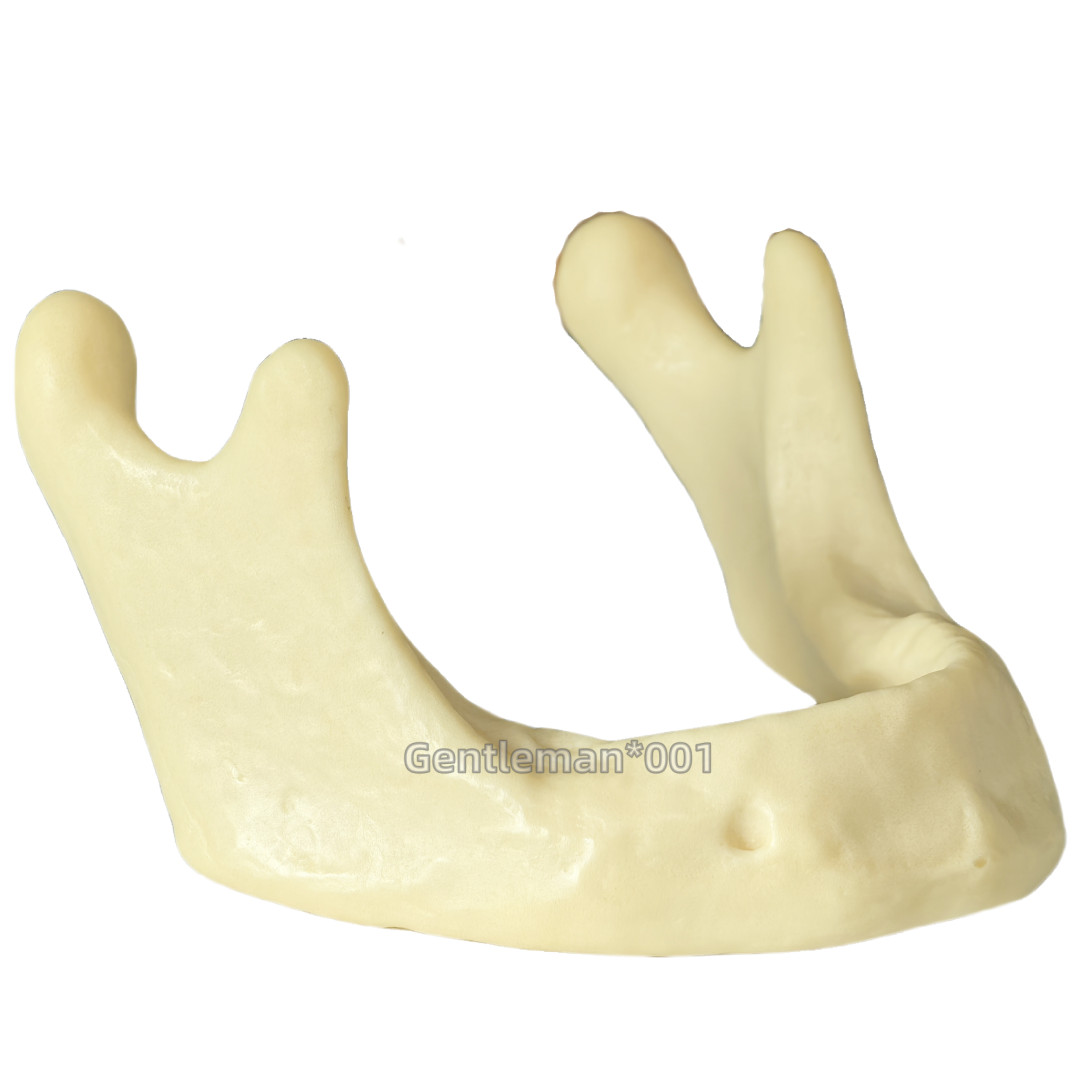 Dental Implant Mandible Jaw Model for Basic Drilling Insertion Practice M2022
