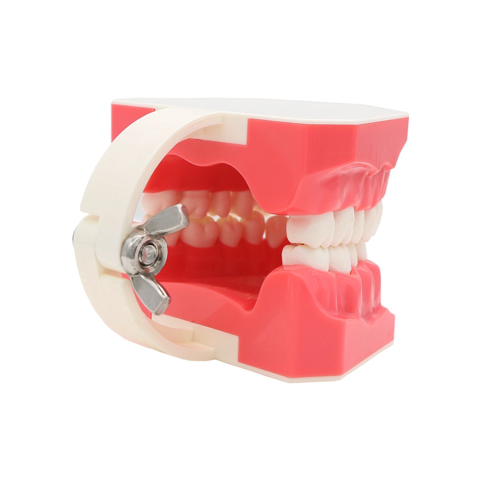 Dental Practice Ortho Typodont Teeth Model for Brushing Standard Teeth Model