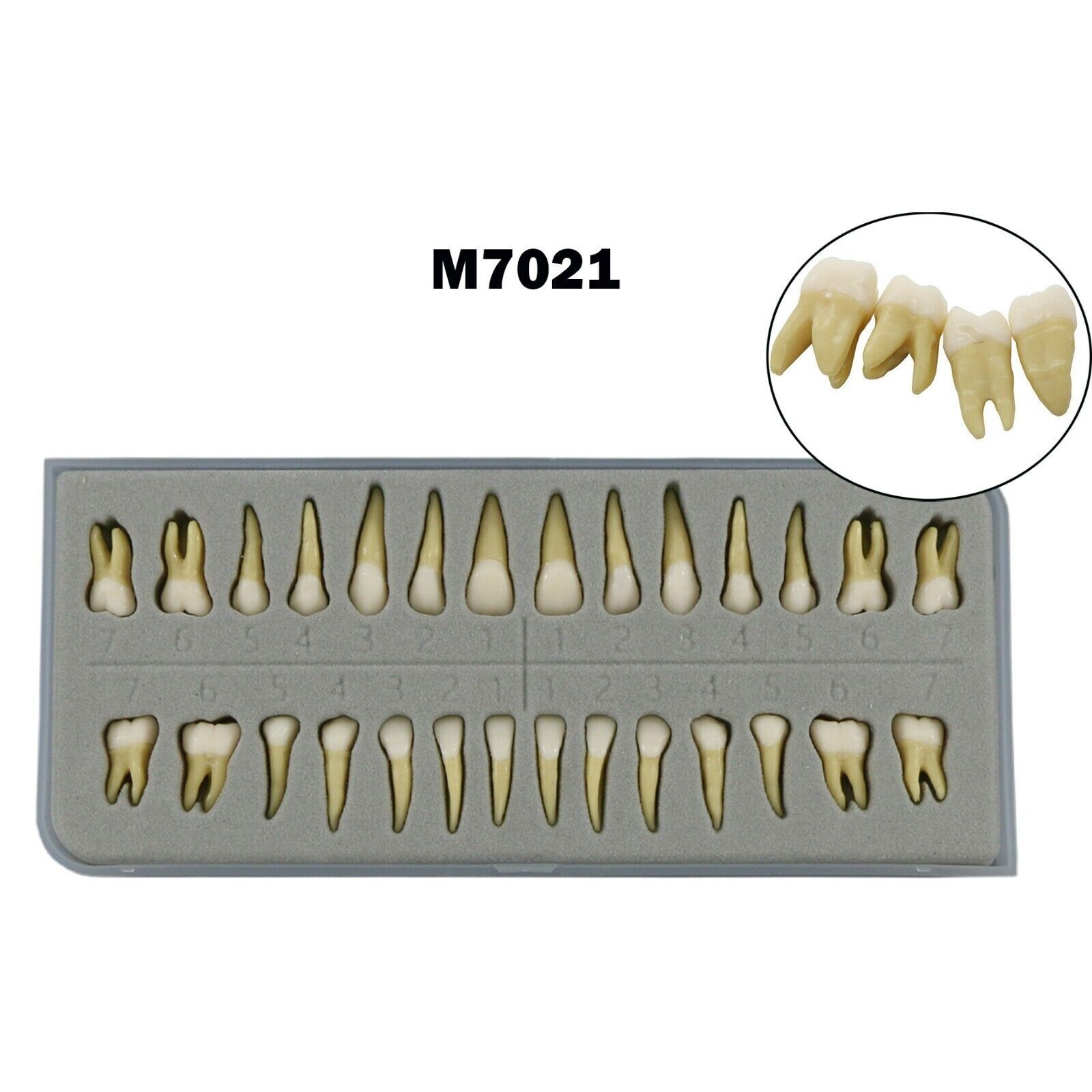 28PCS Dental 1:1 Permanent Teeth Teach Study Model Demo for Lab Education M7021