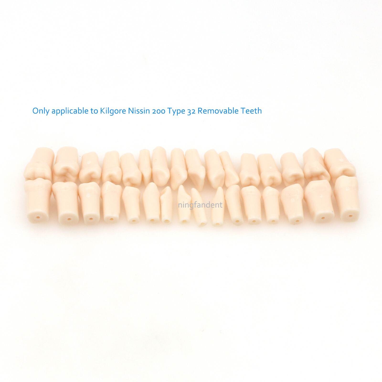 US Dental Typodont Modle, Fully Detachable Teeth,For Kilgore Nissin200, Columbia