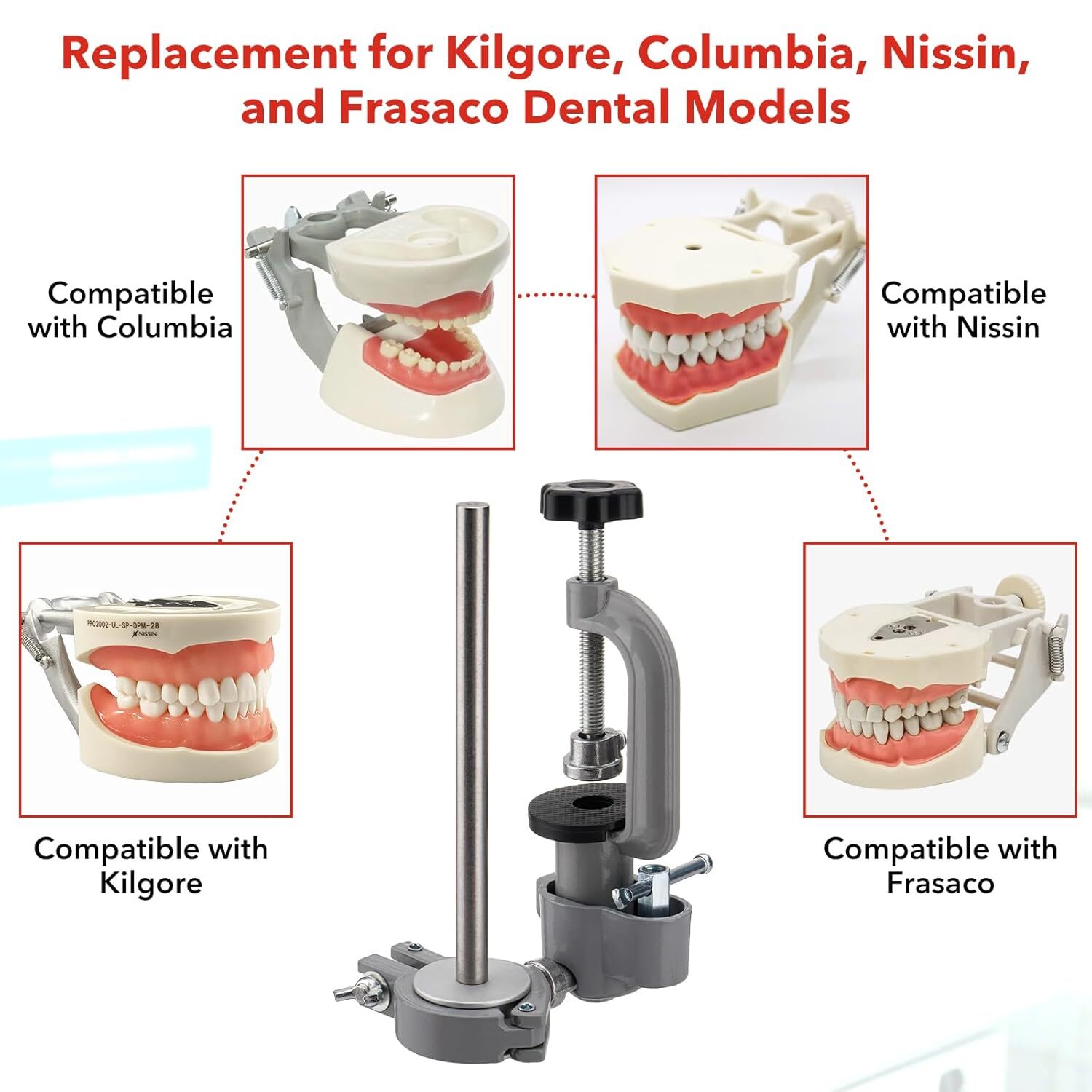 Dental Typodont Mounting Pole & 32 Removable Teeth Model Set – 360° Rotating USA