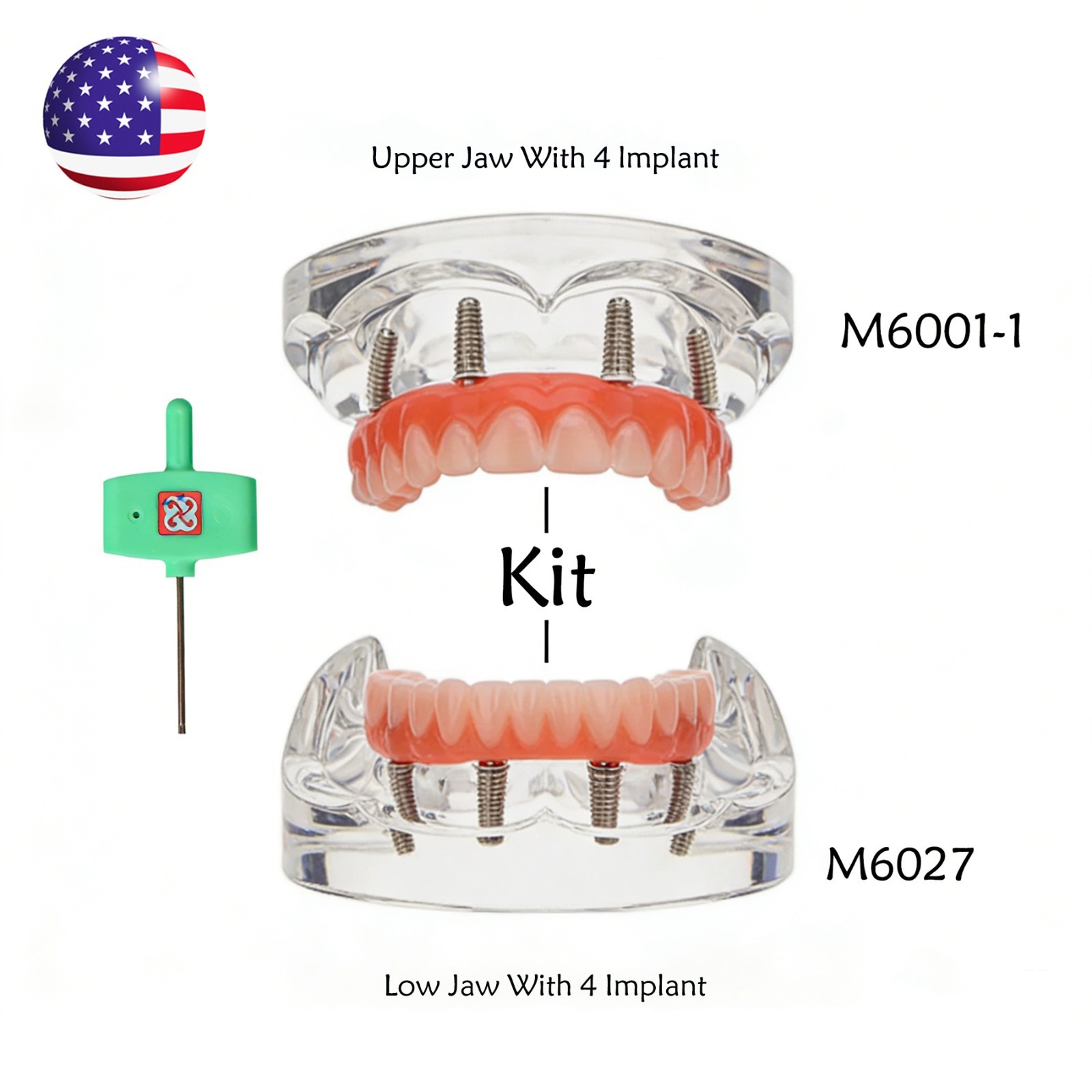 Dental Implant All-on-4 Overdenture Treatment Model Upper/Lower 4 Implants Clear