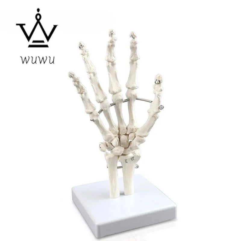 Human Hand Joint Model Hand Skeleton Bone Wrist Vola Palms Skeleton Model