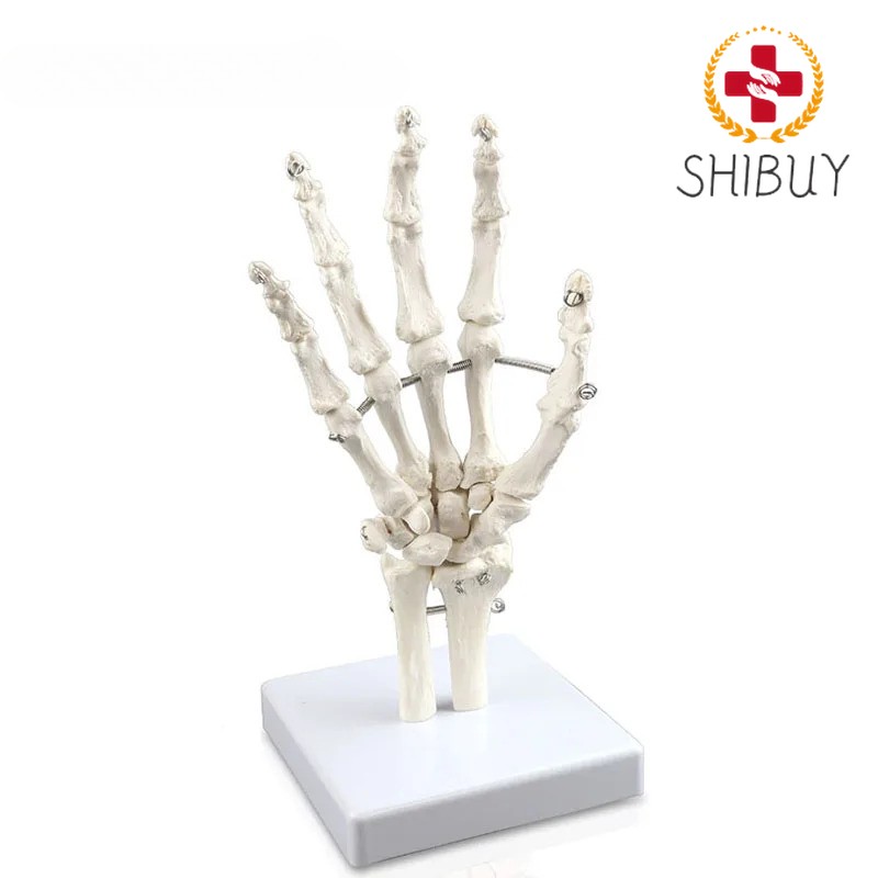 Human Hand Joint Model Hand Skeleton Bone Wrist Vola Palms Skeleton Model
