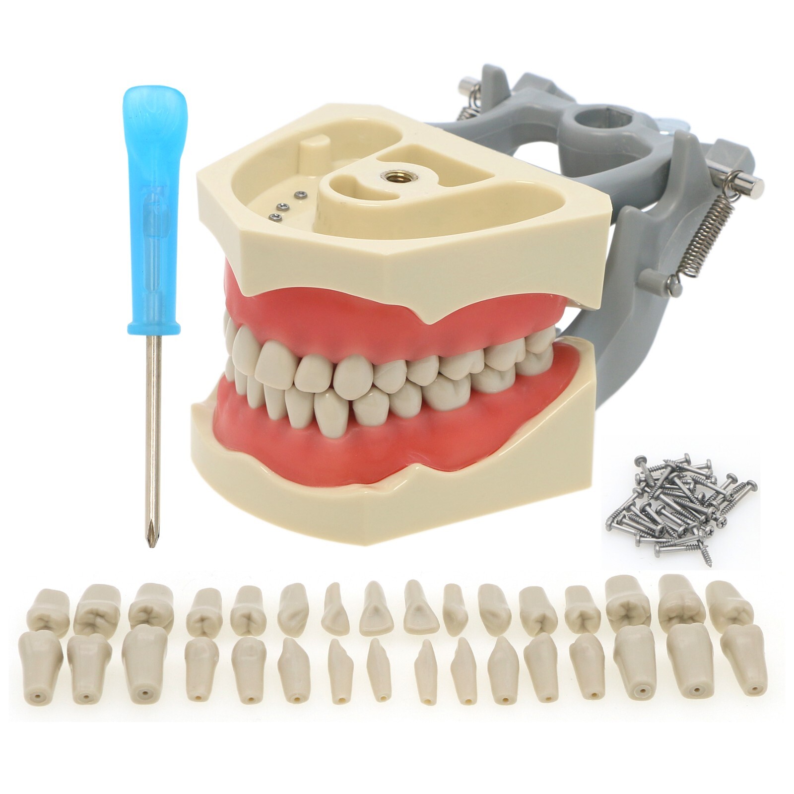US Dental Typodont Modle, Fully Detachable Teeth,For Kilgore Nissin200, Columbia