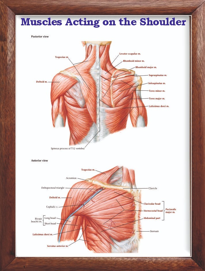 Muscles Acting on the Shoulder Chart 12×18 inches