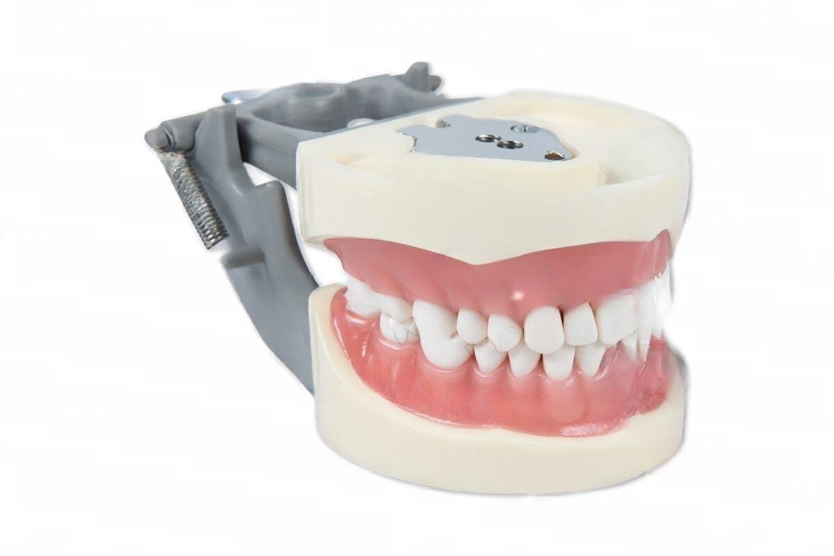 DENTAL TYPODONT MODEL 200 WITH REMOVABLE TEETH KILGORE NISSIN TYPE