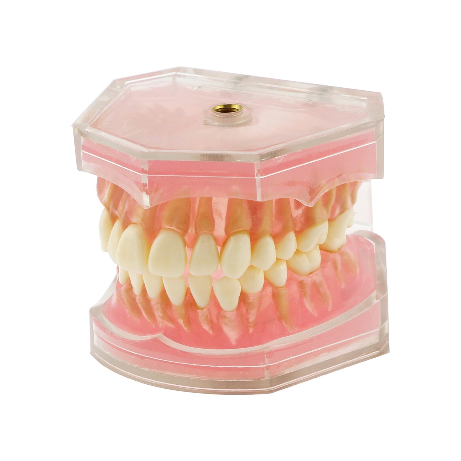 Dental Typodont Practice Model 28Pcs Removable Teeth Model Soft Gum with Cheek