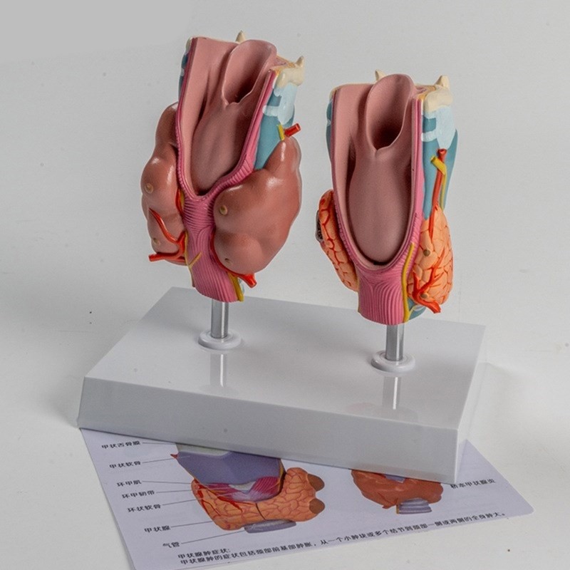Anatomical Auditory Organ Model with Removable Parts, for Lecture Report