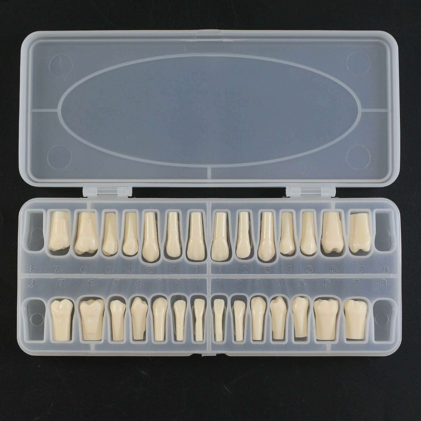Dental Typodont Teeth Replacement Set of 28 Teeth Kilgore Nissin 200 Fit
